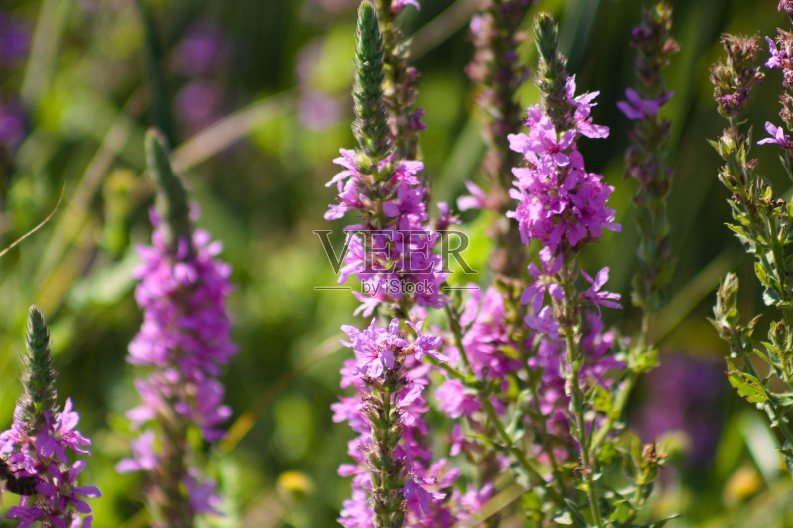 紫色的松露在盛开的特写视图与选择焦点在前景照片摄影图片