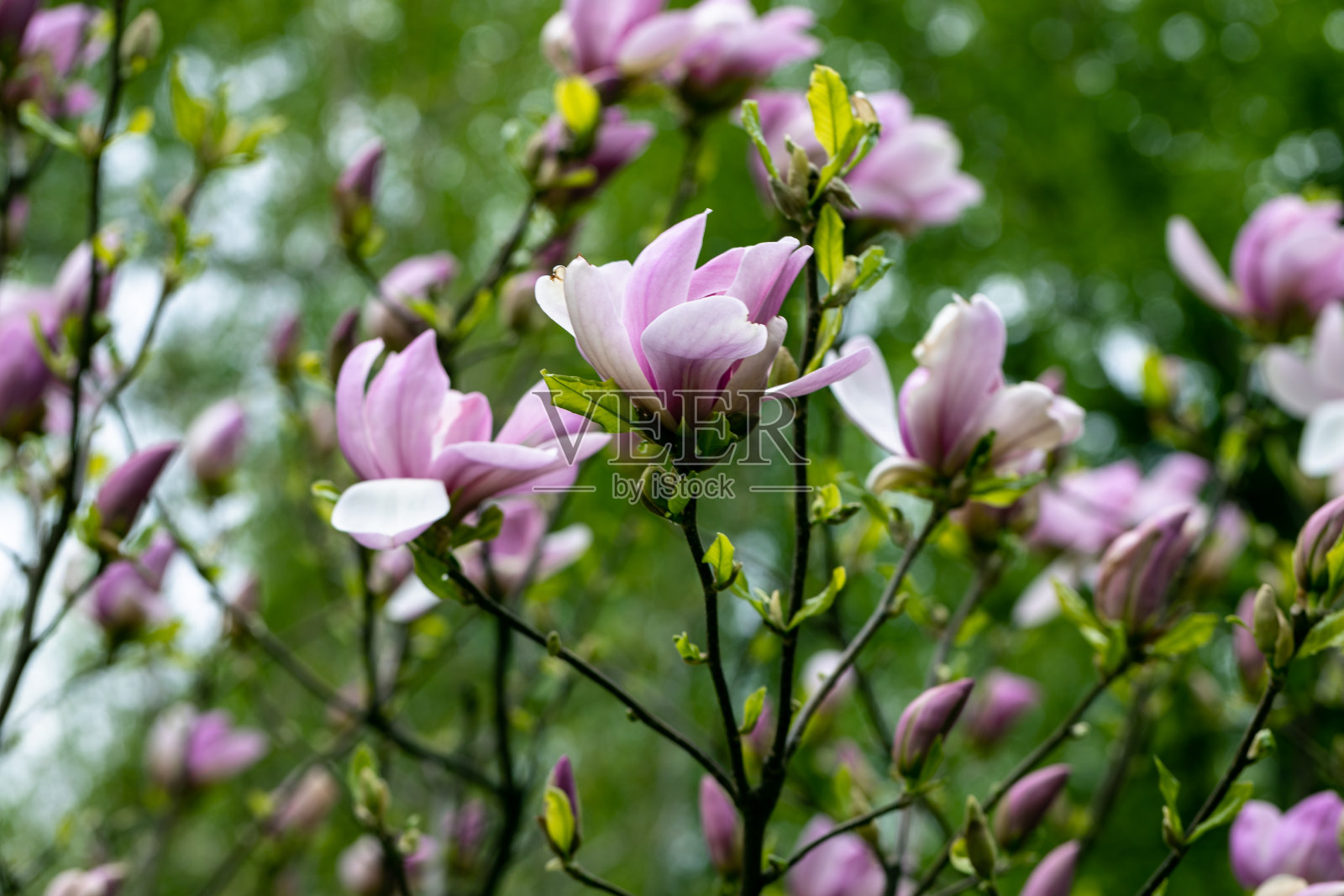 木兰在早春开出紫红色的花照片摄影图片