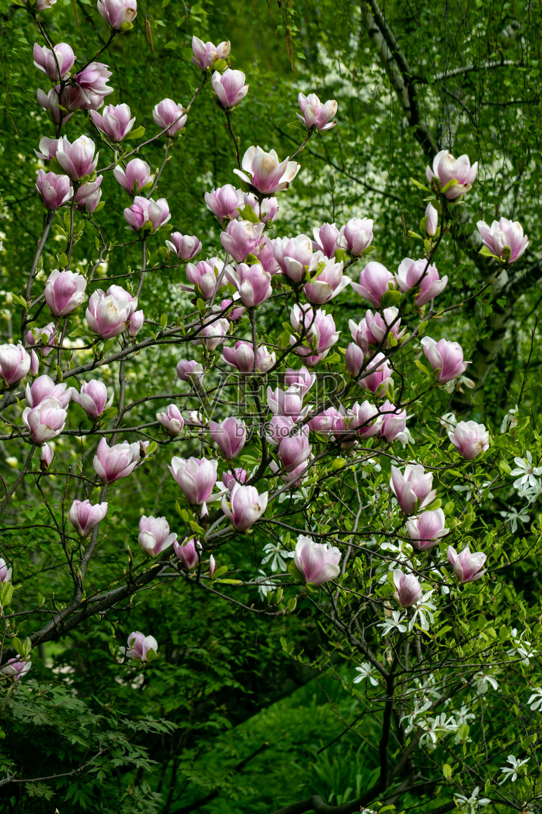 木兰在早春开出粉红色的花照片摄影图片