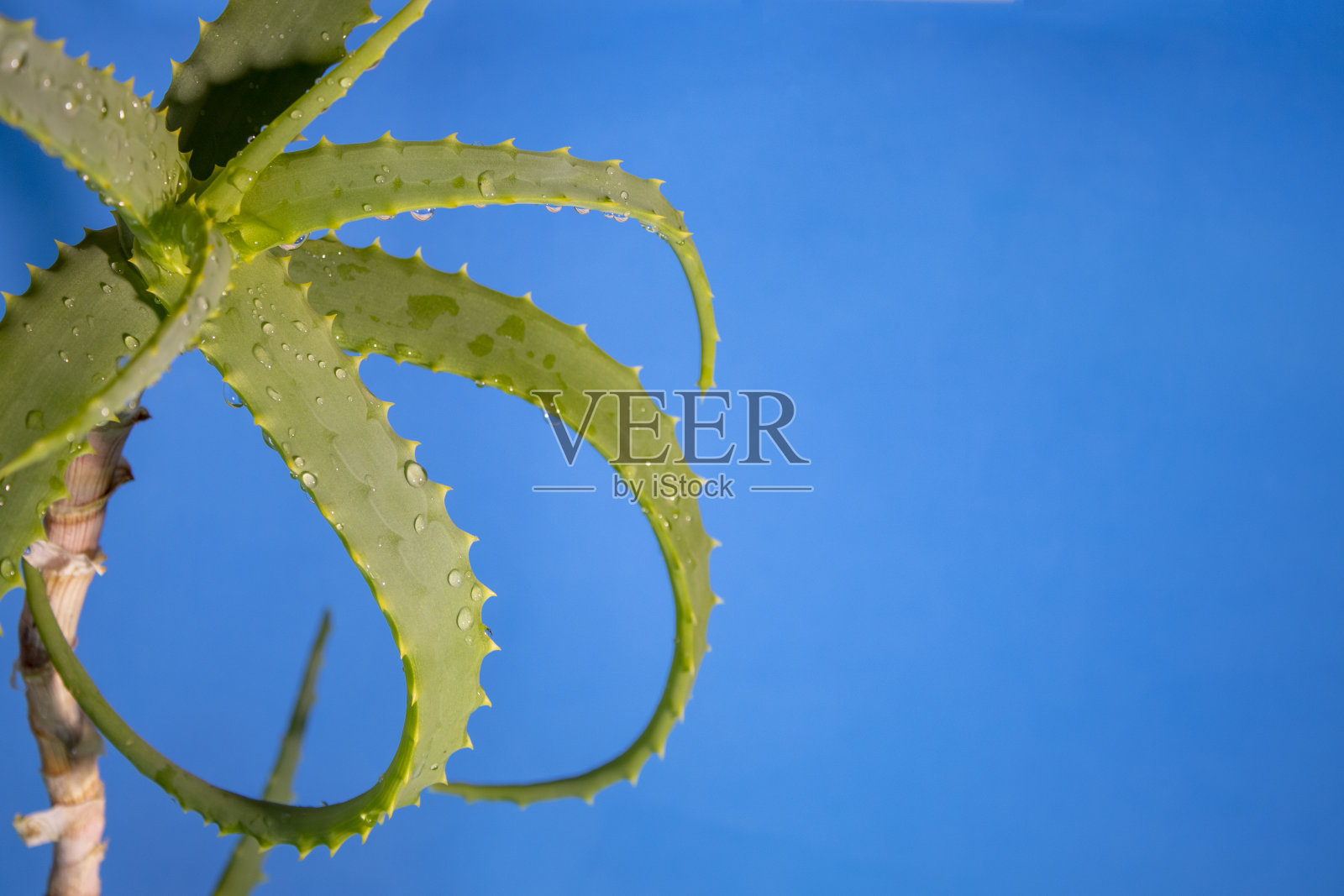 芦荟与水滴植物。新鲜芦荟叶。芦荟，新鲜的叶子在农场花园，自然，自然的叶子背景。照片摄影图片