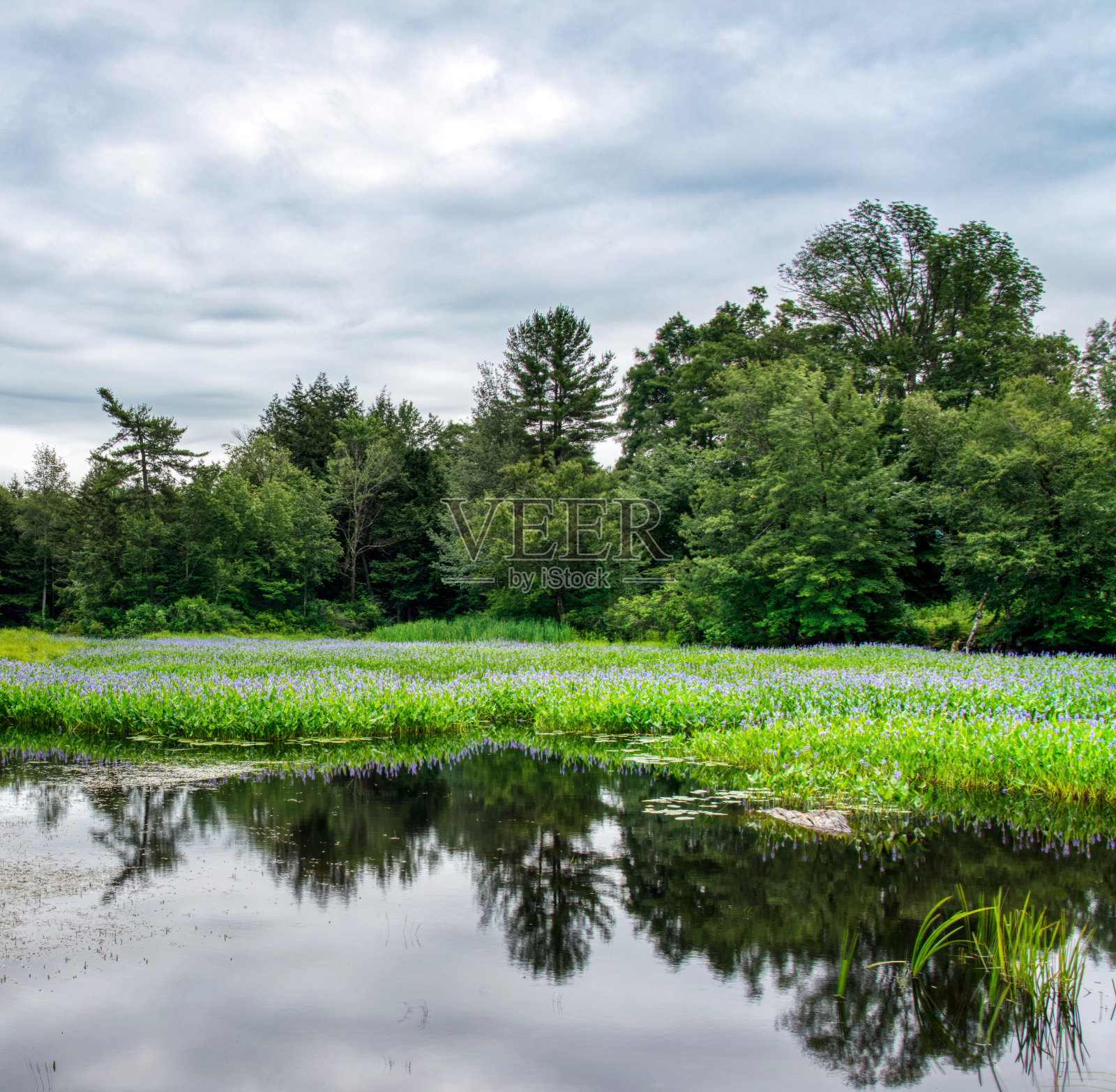 水葫芦照片摄影图片