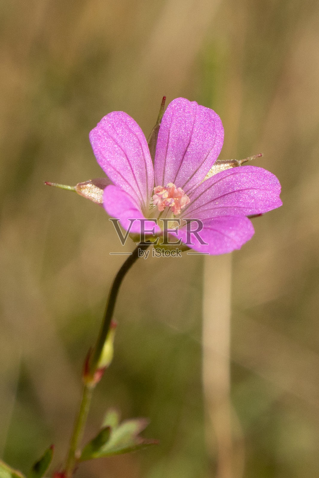 天竺葵(天竺葵)照片摄影图片