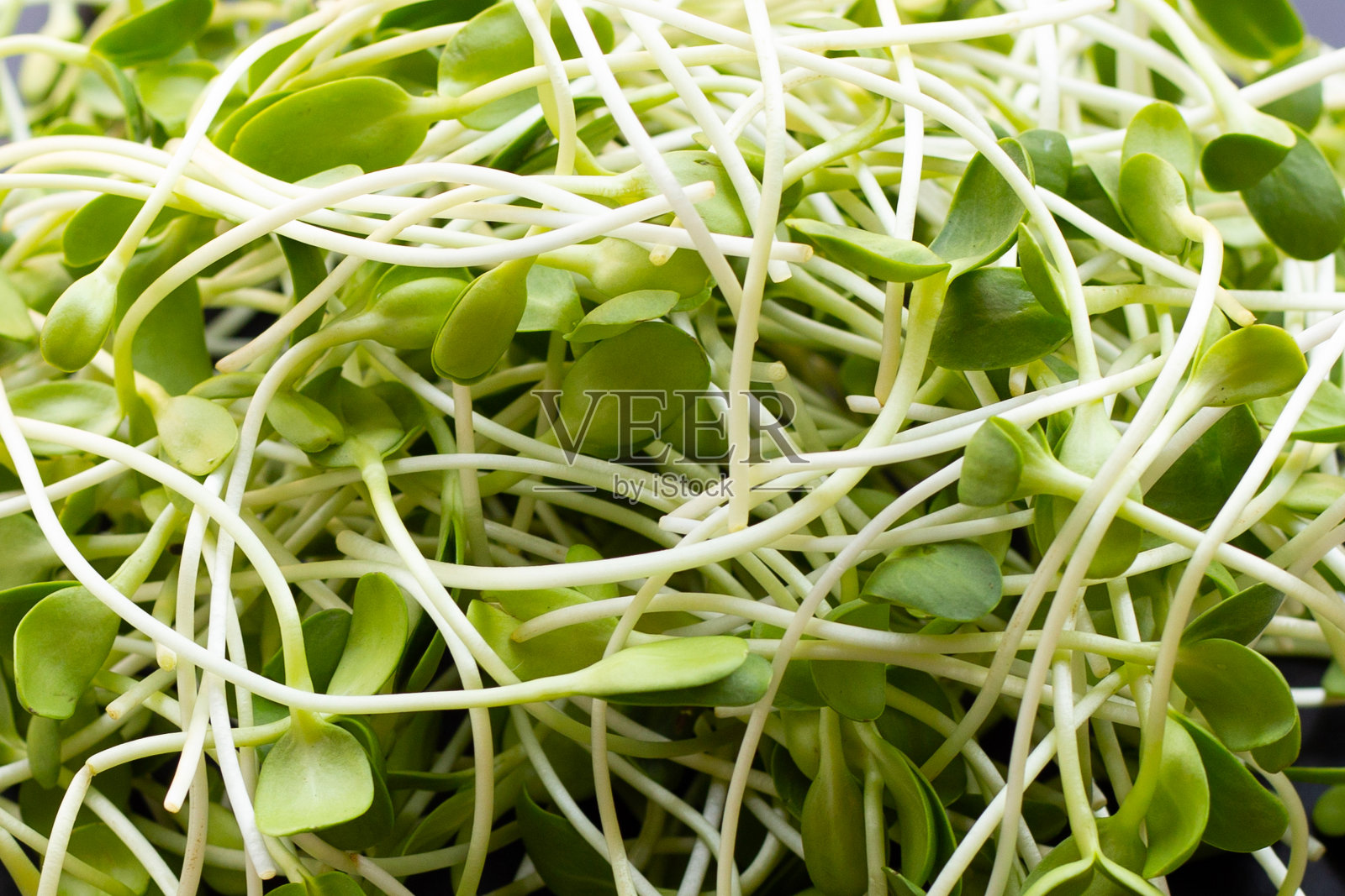 向日葵芽在黑暗的背景。照片摄影图片