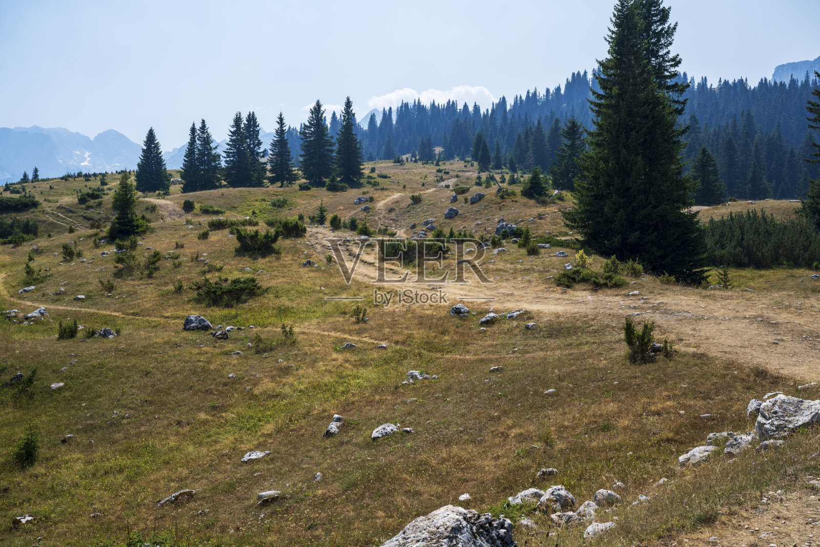 松树林前有一棵松树照片摄影图片
