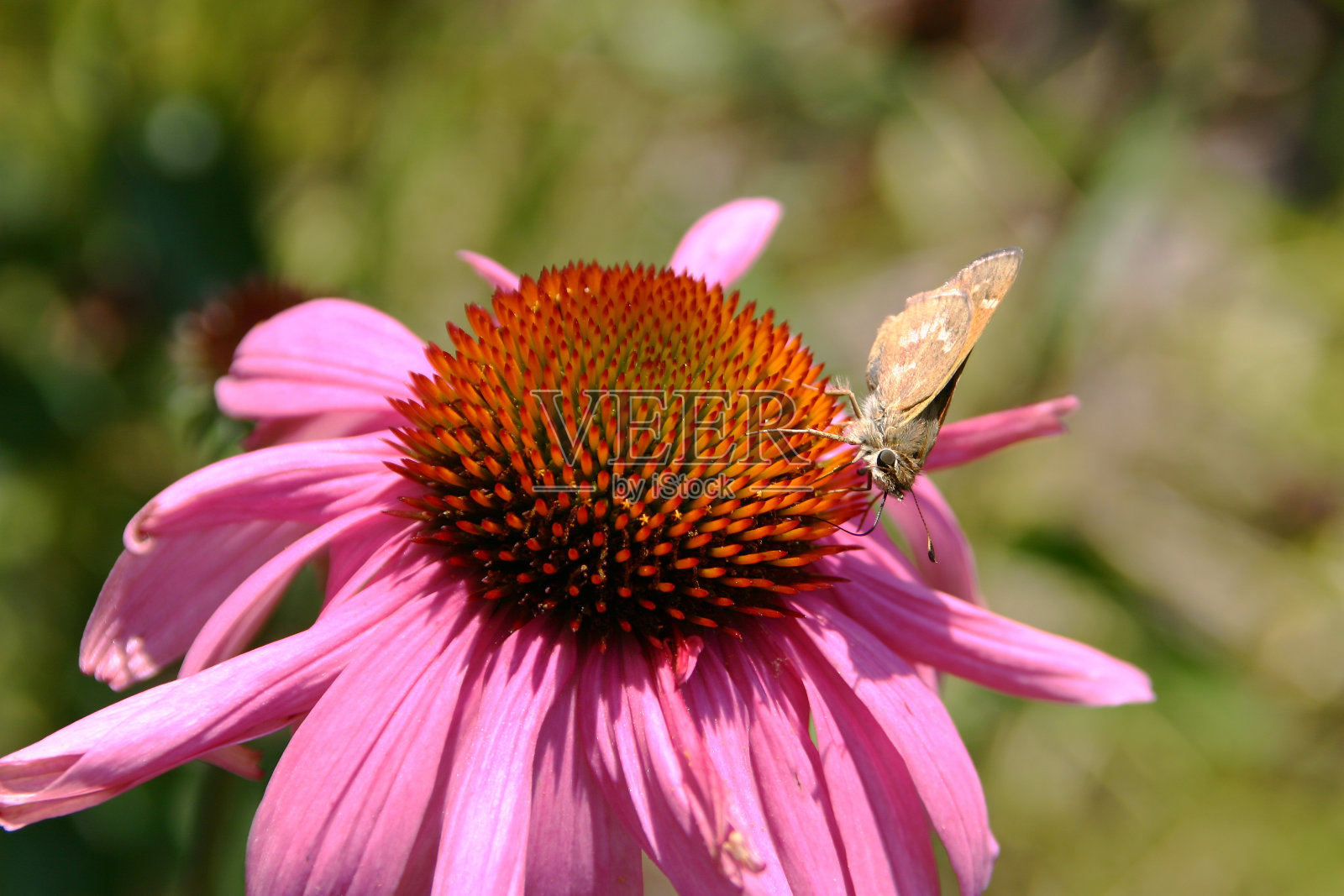 棕蛾将其黑色喙插入鲜艳的紫锥菊花中照片摄影图片