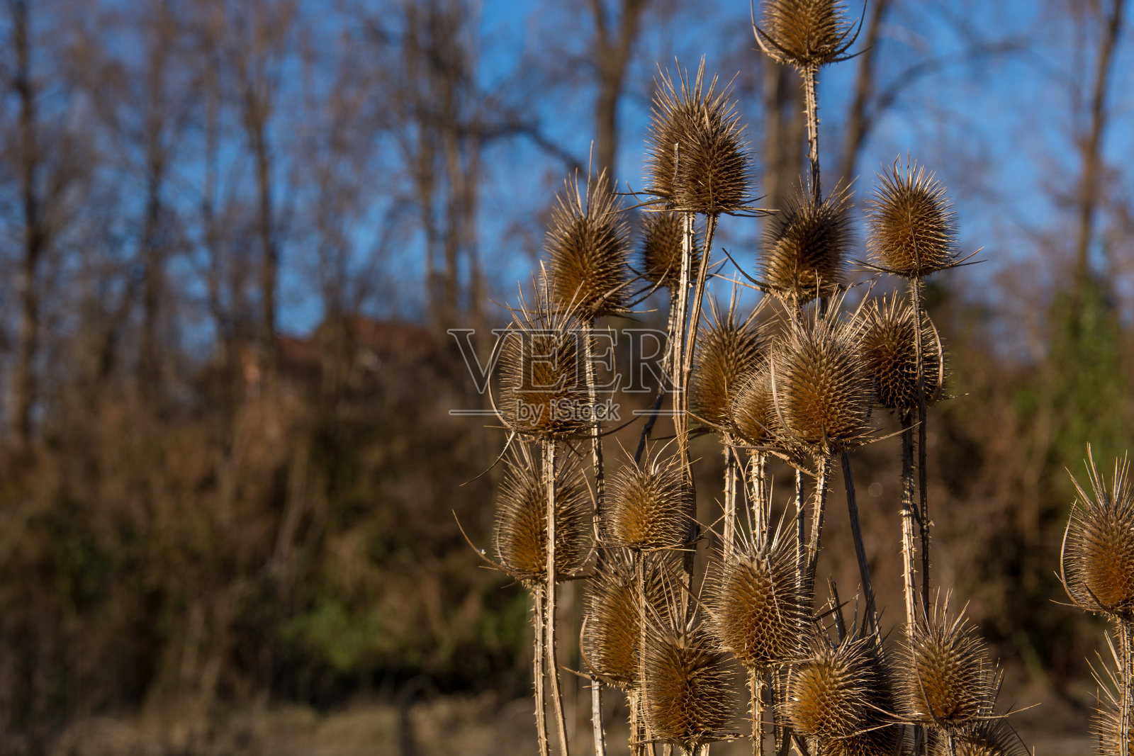 干续断植物在森林在阳光明媚的冬天照片摄影图片