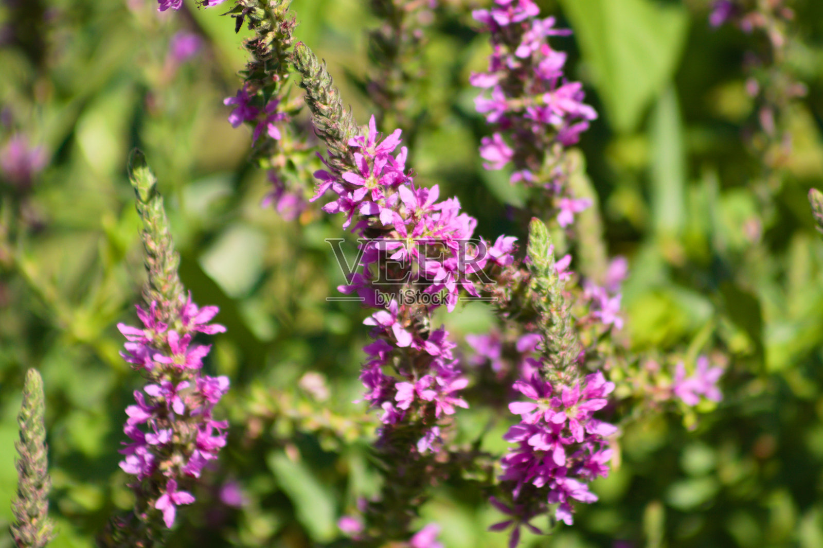 紫色的松露在盛开的特写视图与选择焦点在前景照片摄影图片