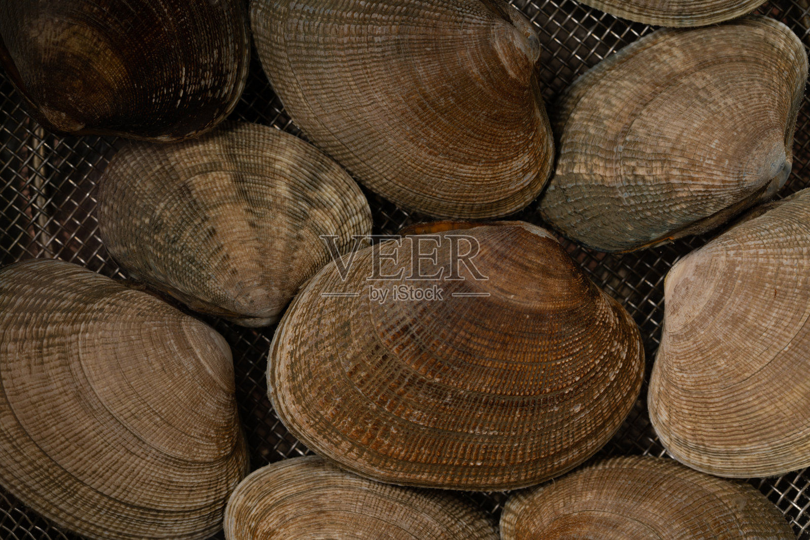 除砂asari蛤照片摄影图片