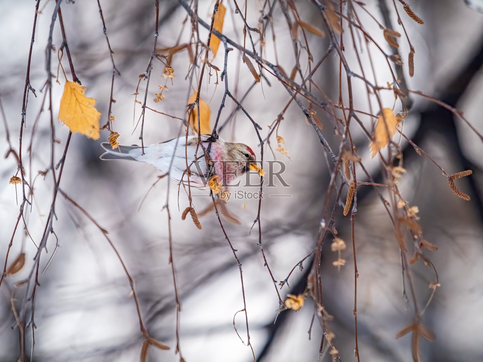 普通红尾母鸟，可爱，前额有亮红色斑点，冬天栖息在无叶树枝上照片摄影图片