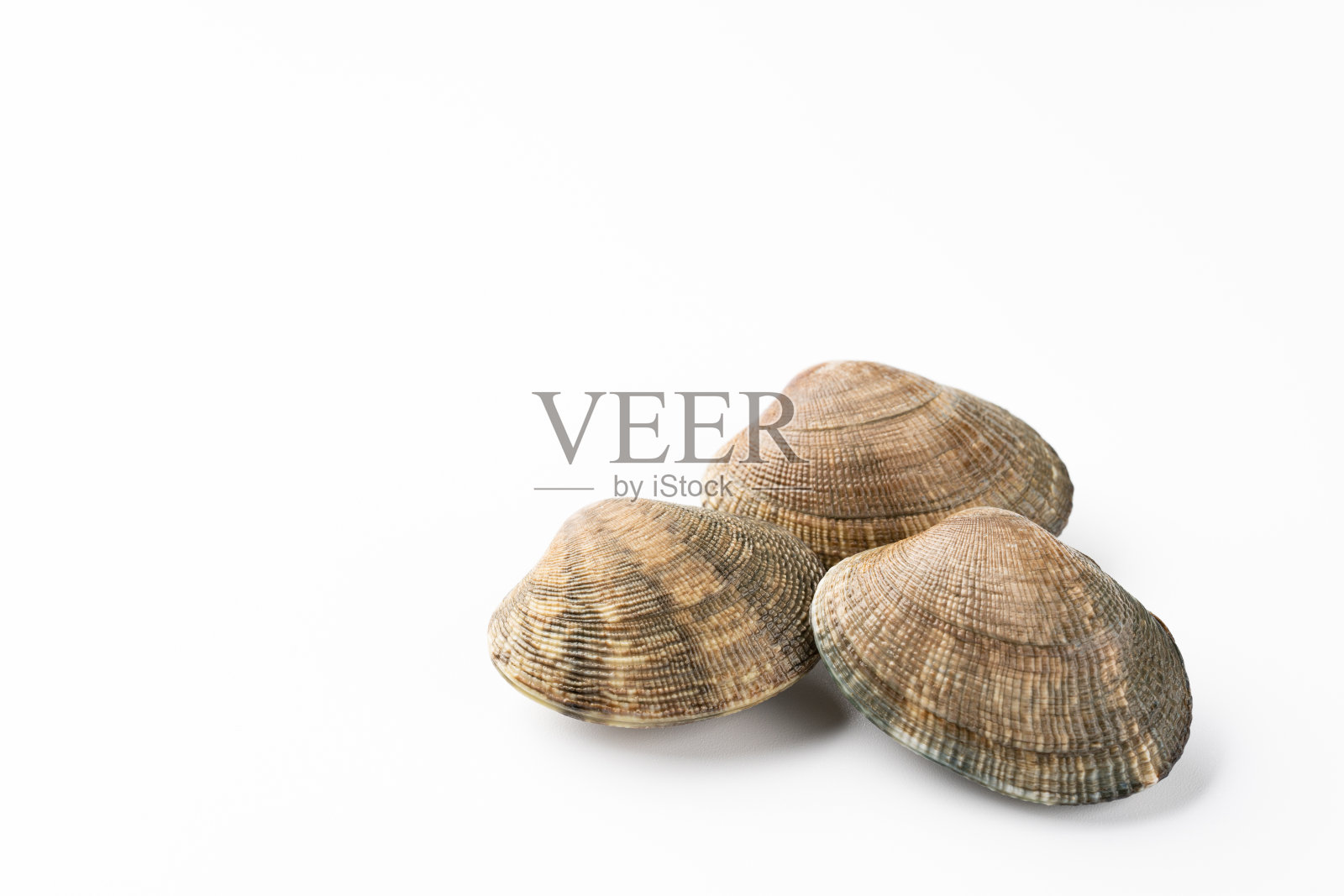 浅草蛤白色背景照片摄影图片