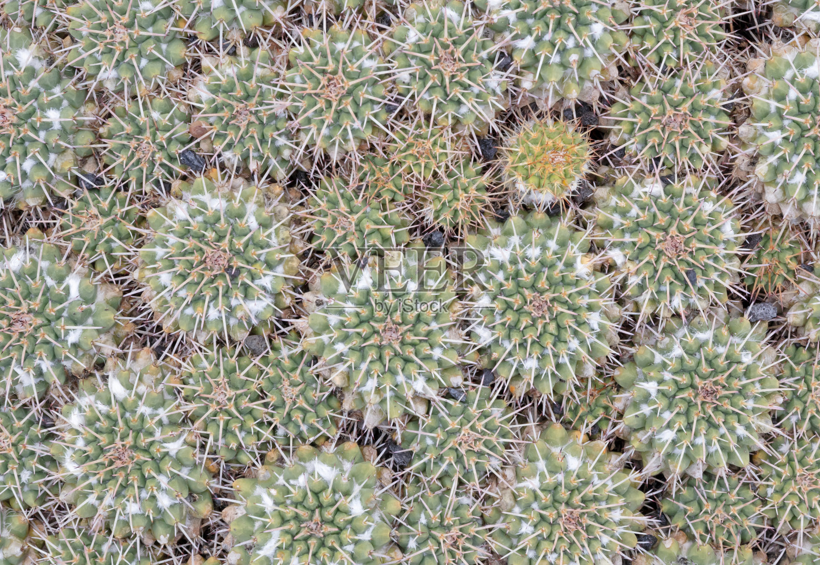 在自然界发现的有刺的仙人掌照片摄影图片