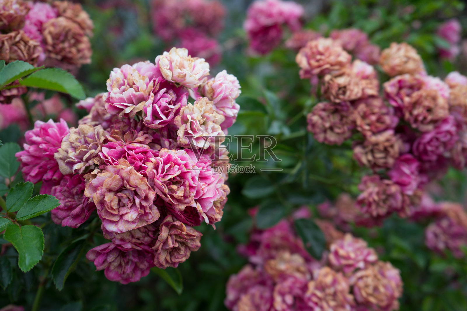 枯萎的花朵照片摄影图片