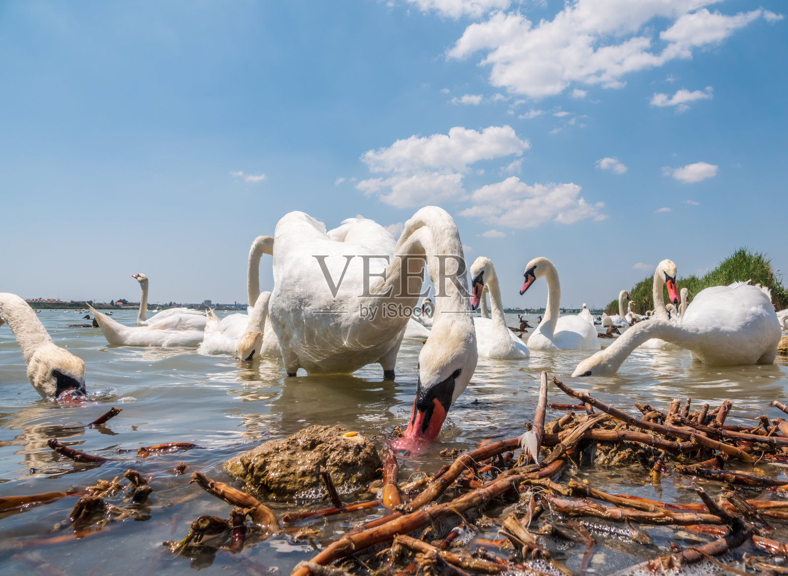 一大群优雅的白天鹅在湖里游泳，天鹅在野外照片摄影图片