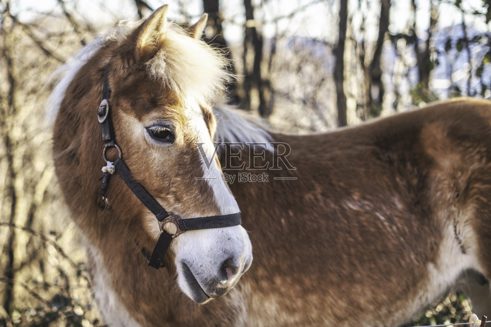 一匹马。哈弗灵照片摄影图片