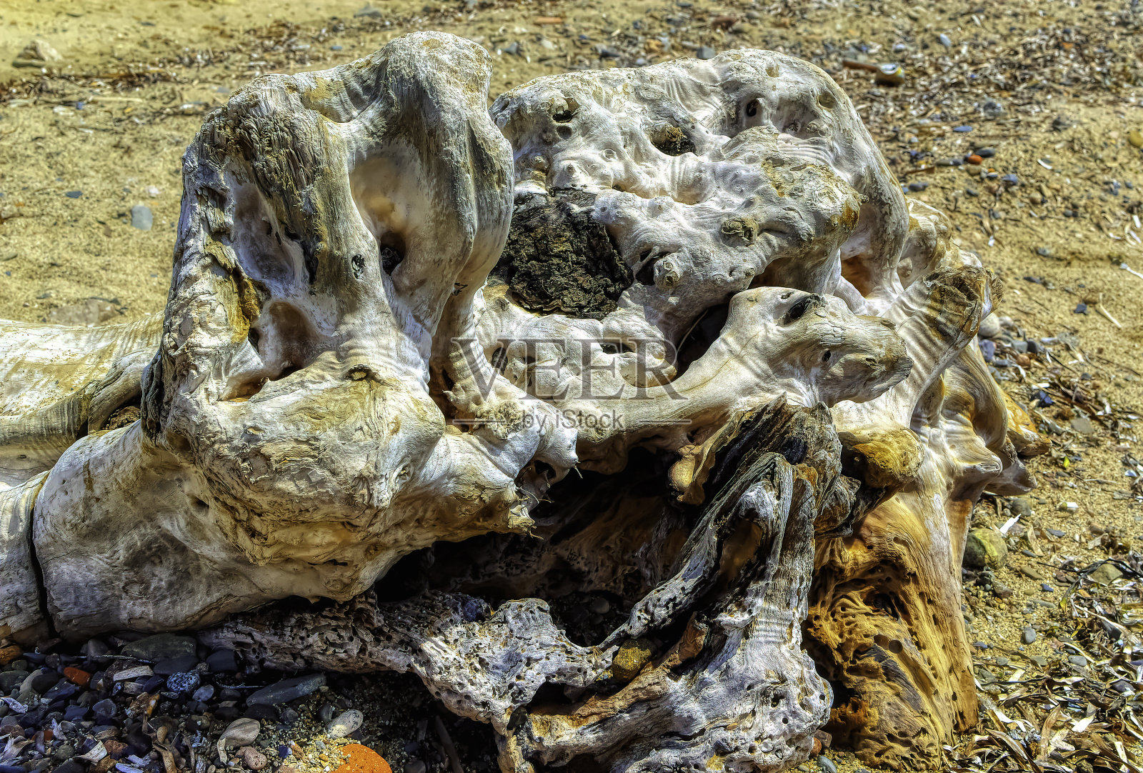 海滩上被海水冲刷的老树桩。照片摄影图片