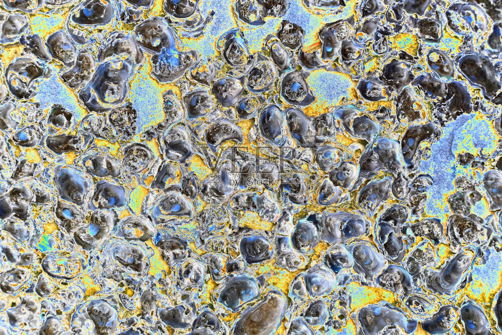 岩石上的牡蛎照片摄影图片