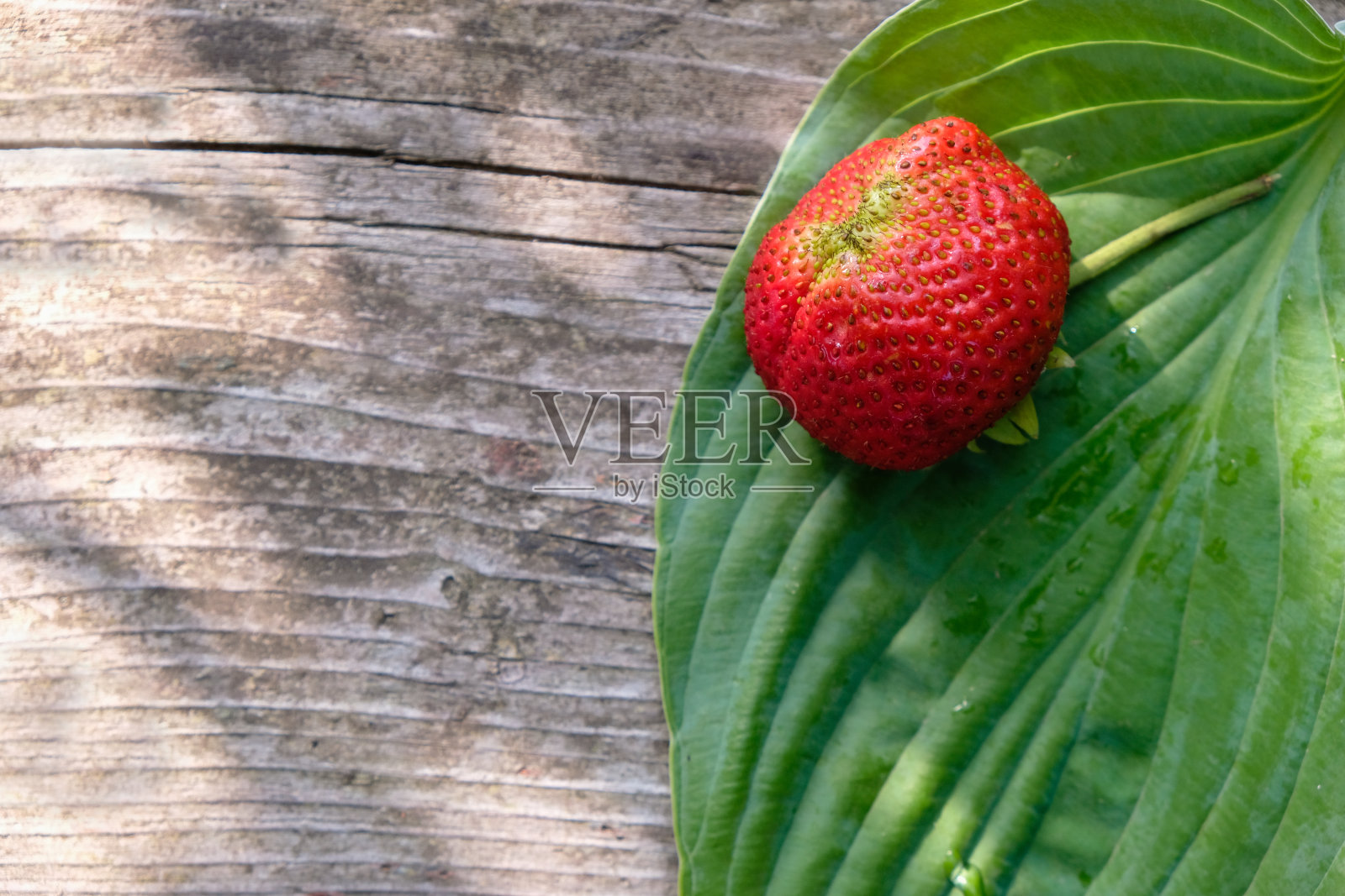 一个大草莓在农场的绿叶上。晨光。照片摄影图片