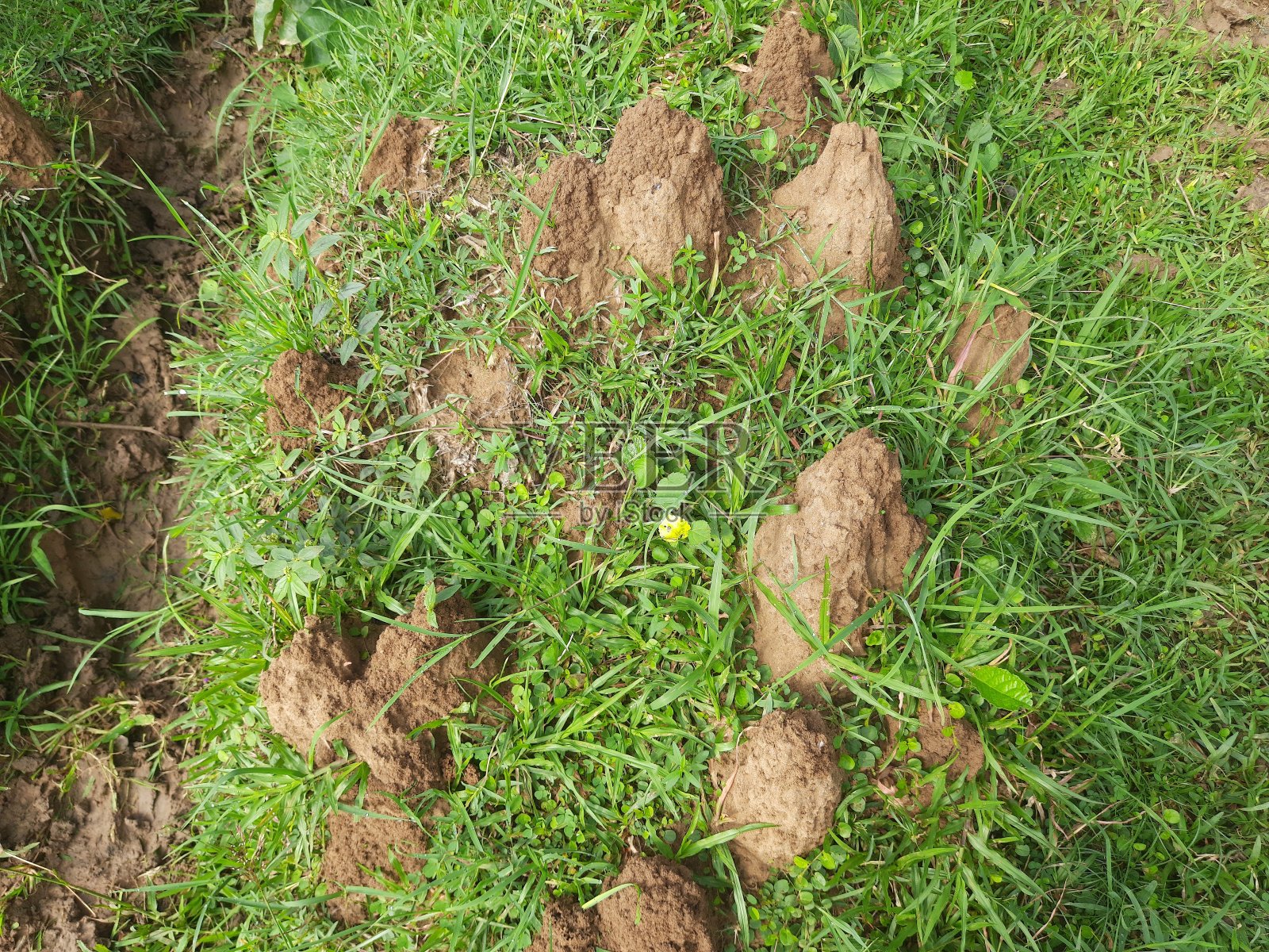 田野里的蛇蚁冢。照片摄影图片
