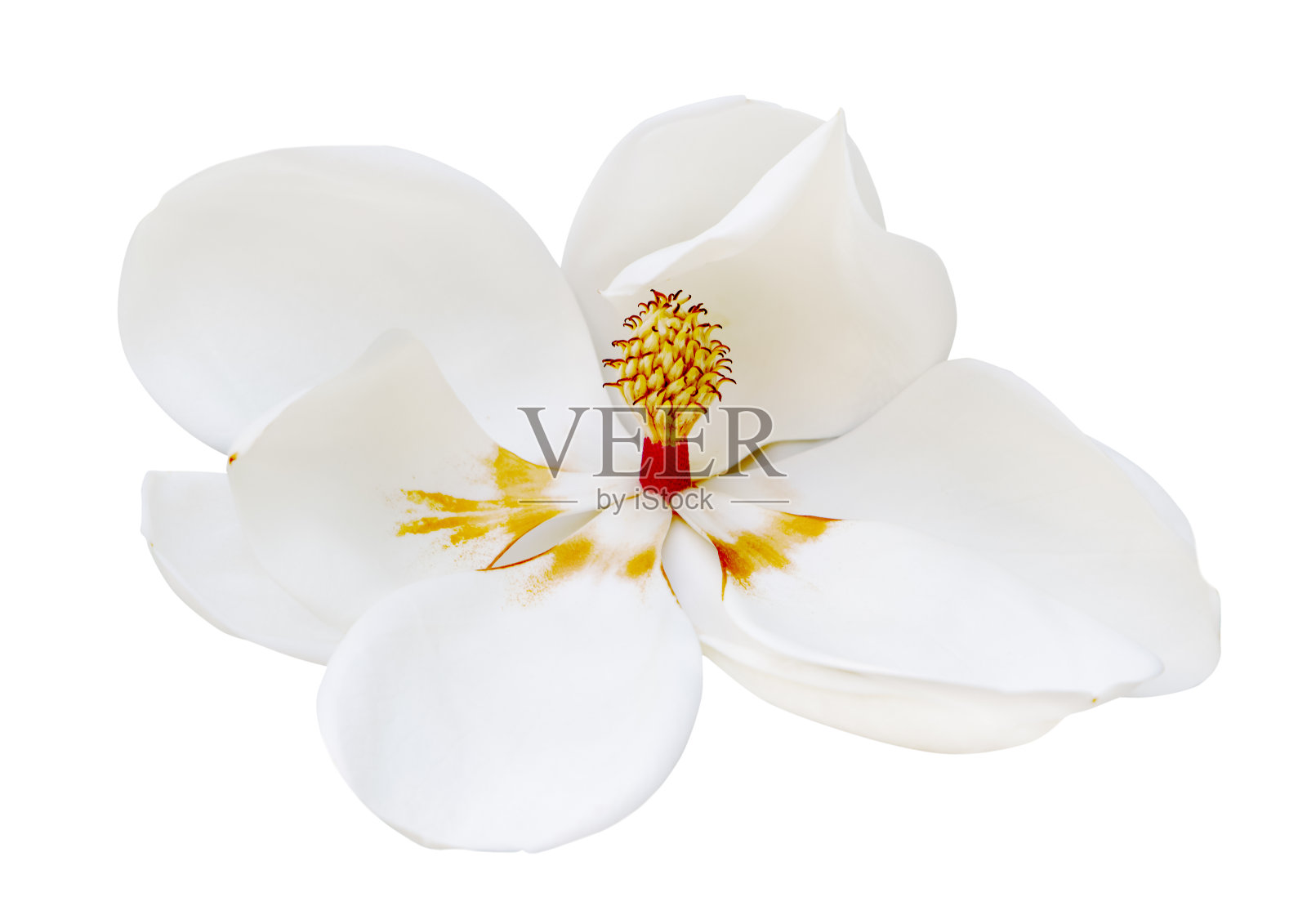 开大白玉兰就白了照片摄影图片