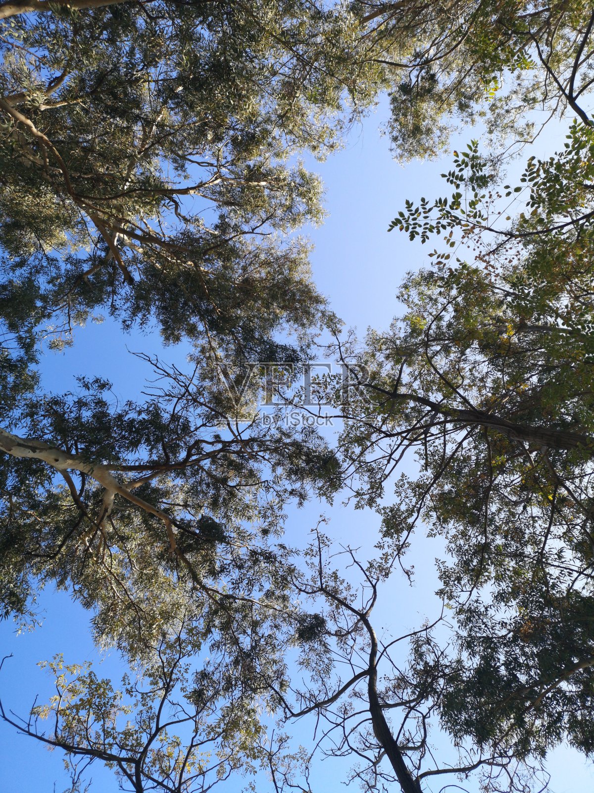 大自然中的树木和天空照片摄影图片