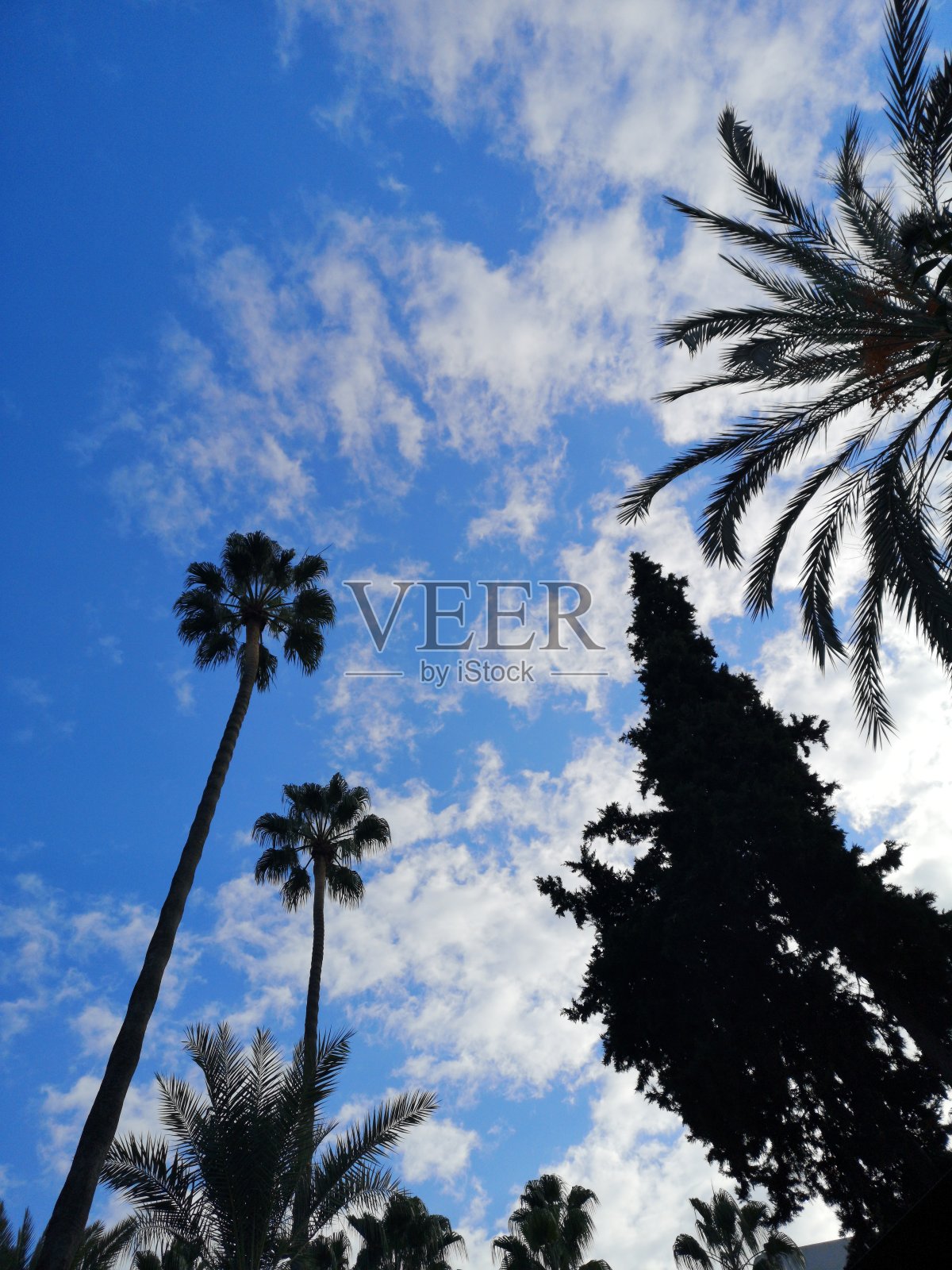 大自然中的棕榈树照片摄影图片