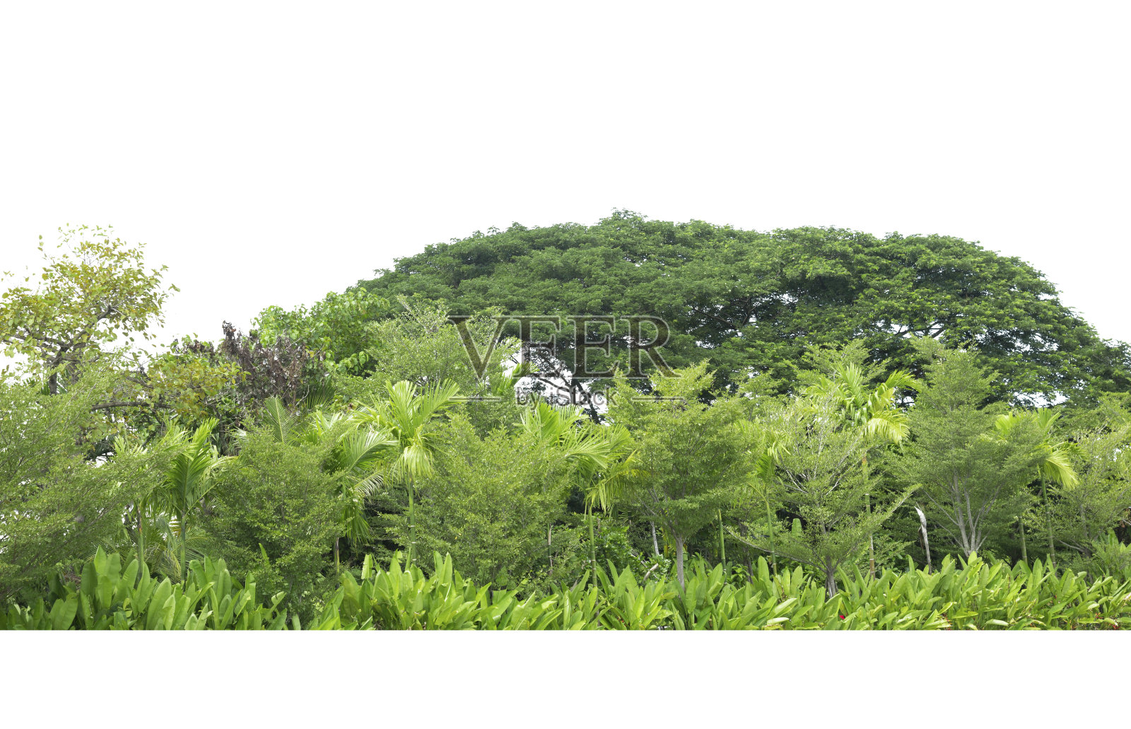 孤立的树组照片摄影图片