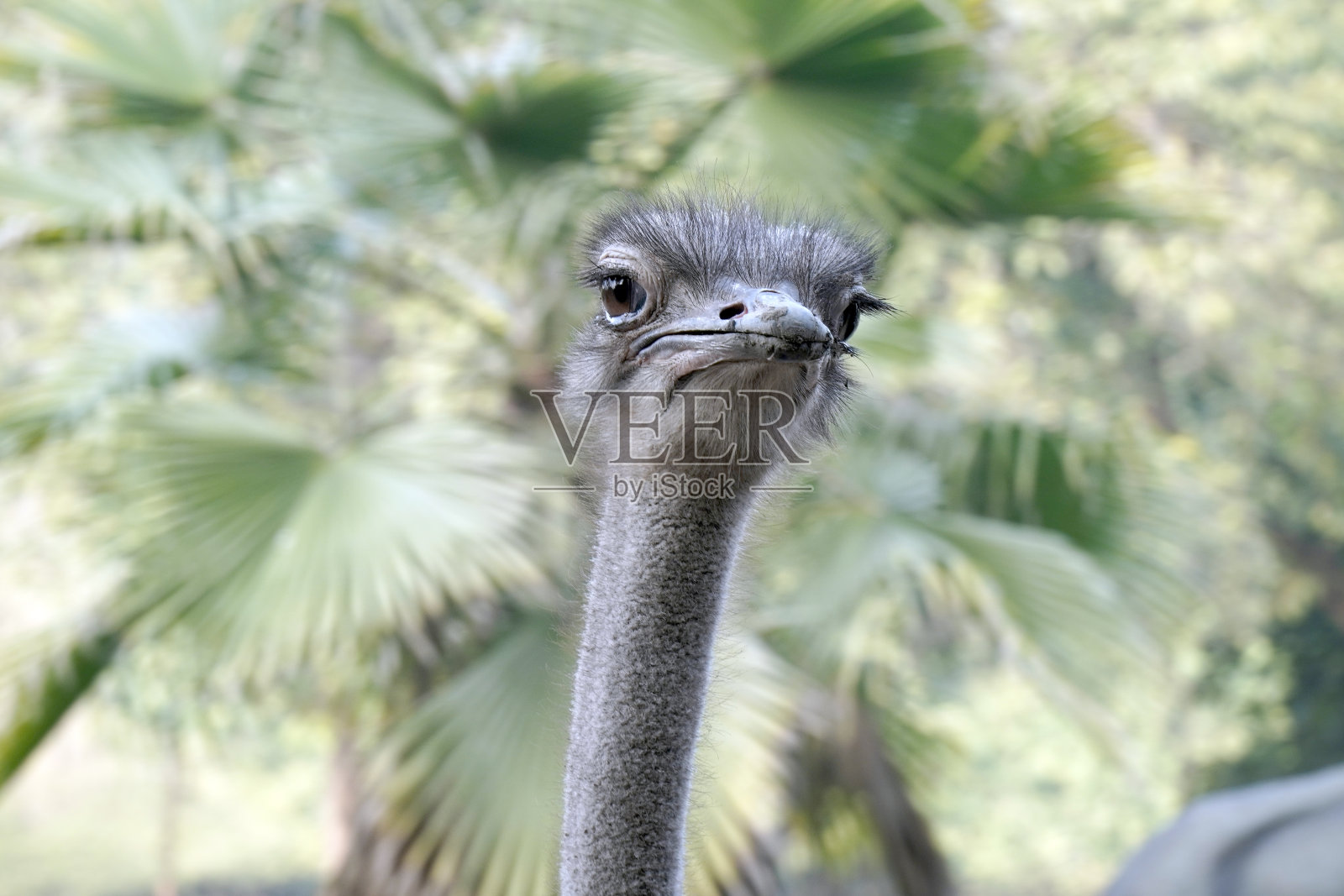 鸵鸟的特写镜头照片摄影图片