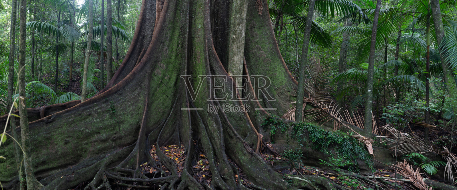 热带雨林照片摄影图片