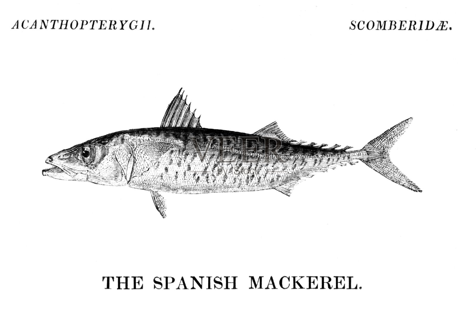 鲅鱼鱼插画图片素材