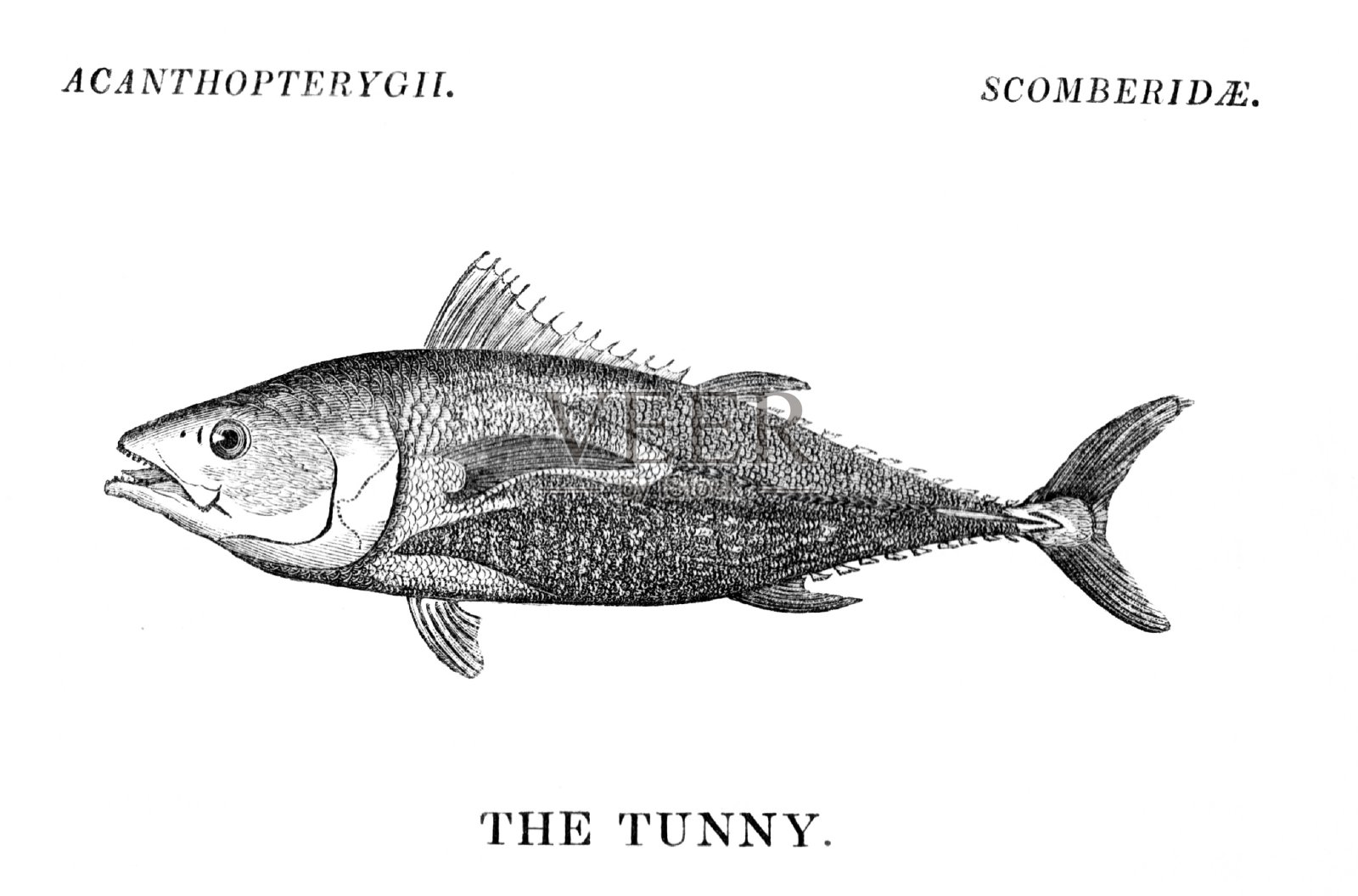 金枪鱼，或小金枪鱼，鱼插画图片素材