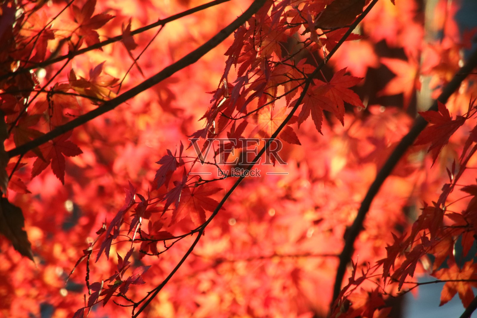 枫叶的颜色照片摄影图片