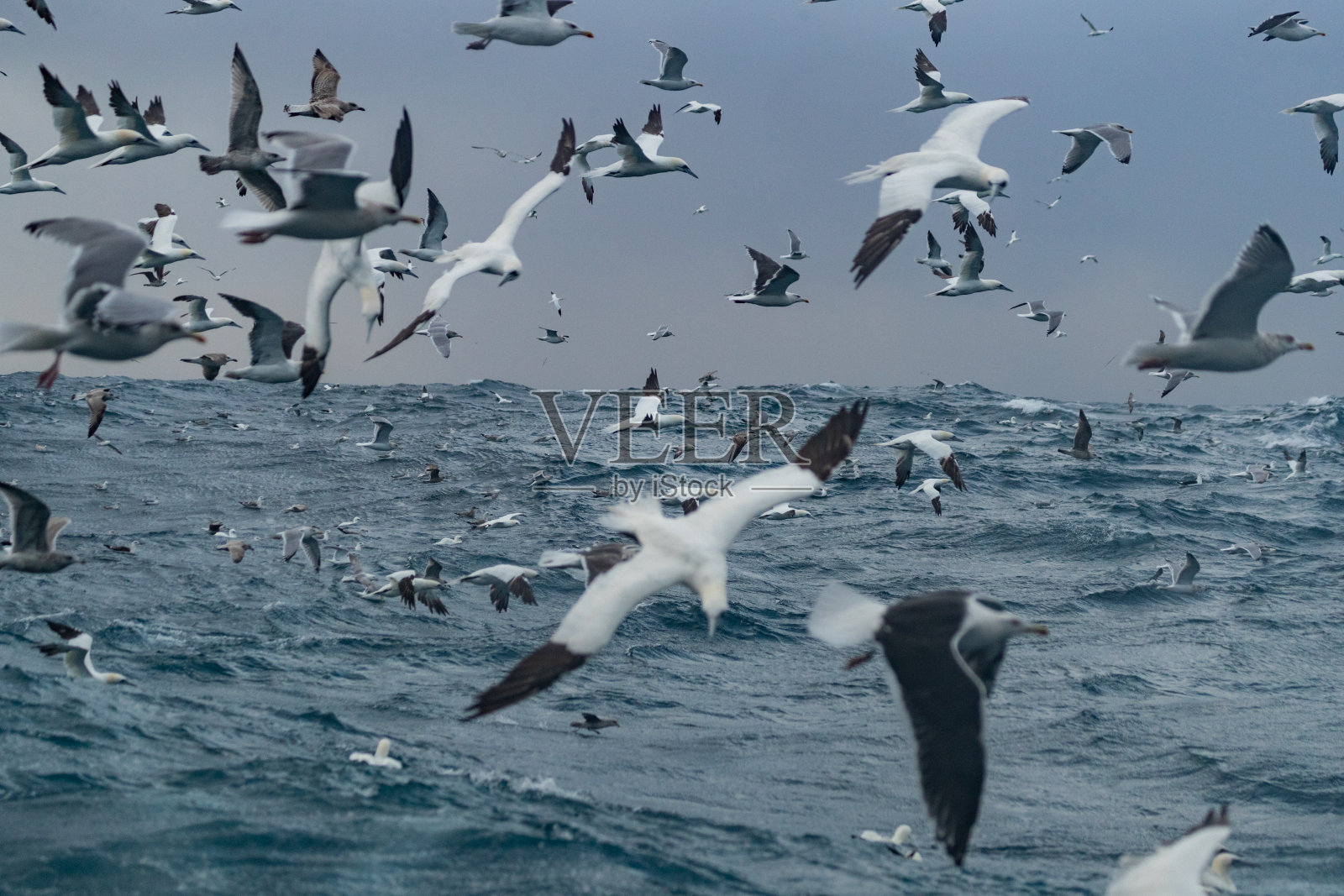 北方塘鹅:俯冲炸弹进食的疯狂行为照片摄影图片