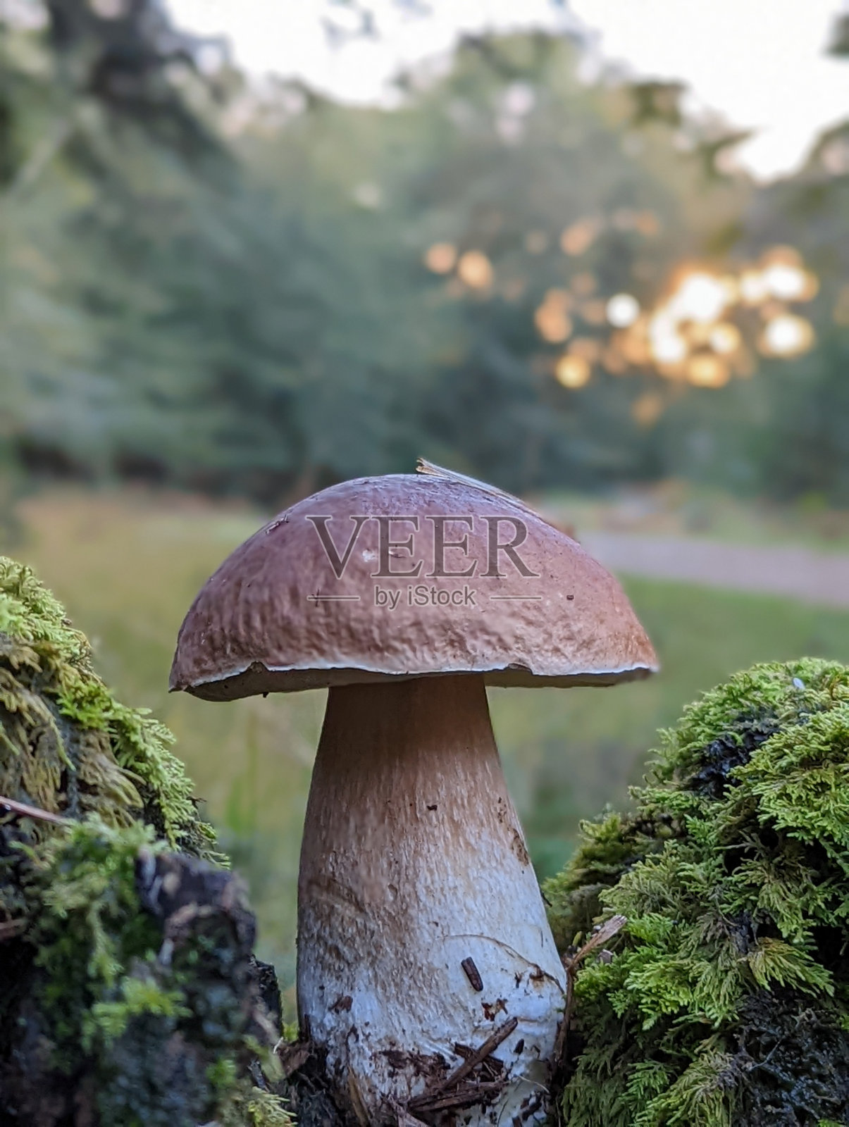 森林里的小圆面包照片摄影图片