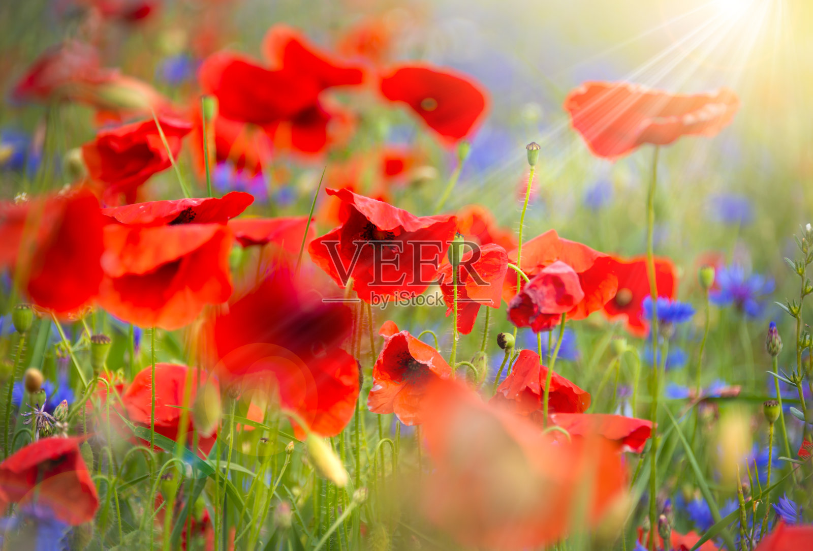 夏天的草地上盛开着美丽的罂粟花和其他野花照片摄影图片