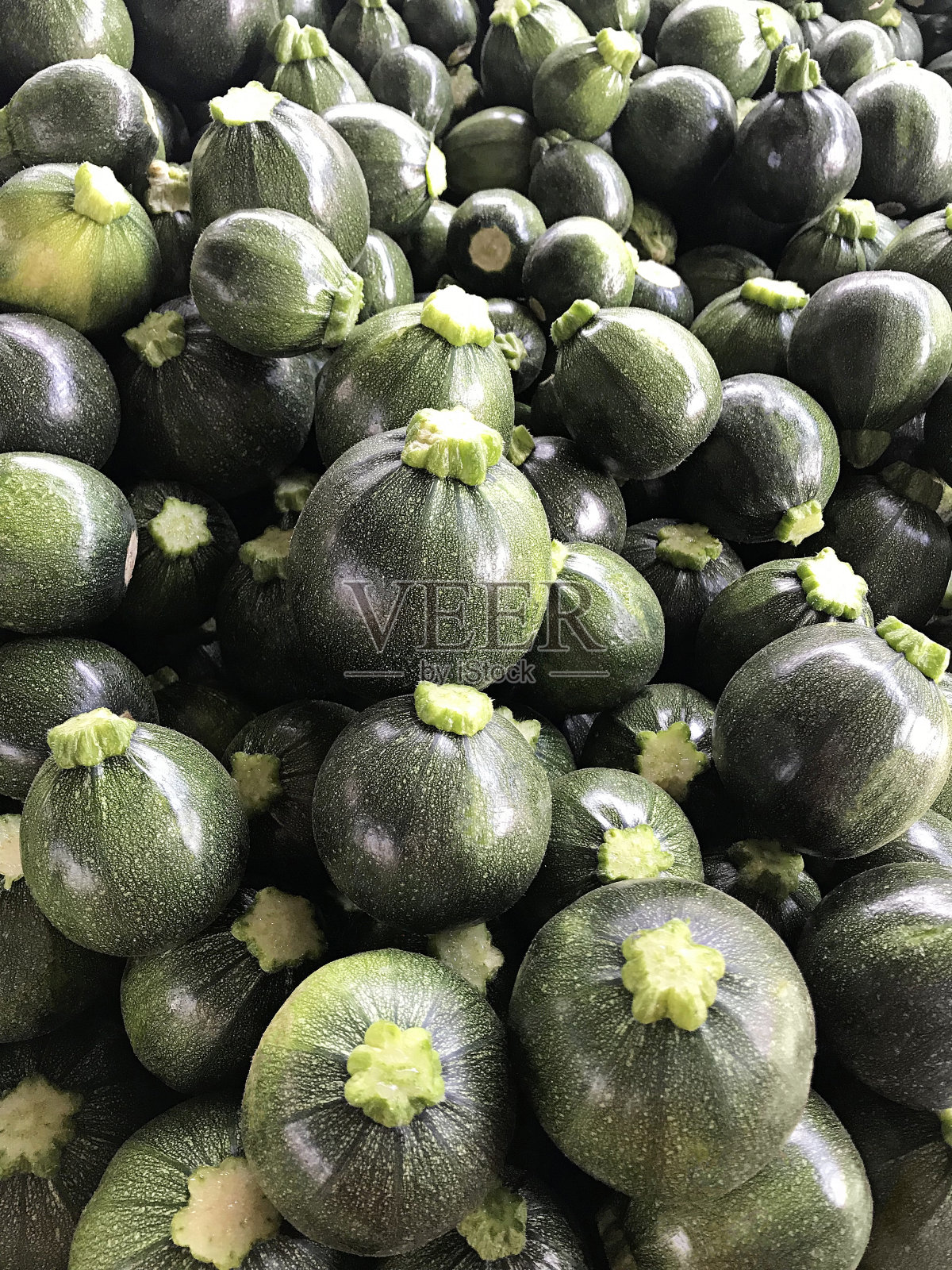 一轮西葫芦照片摄影图片