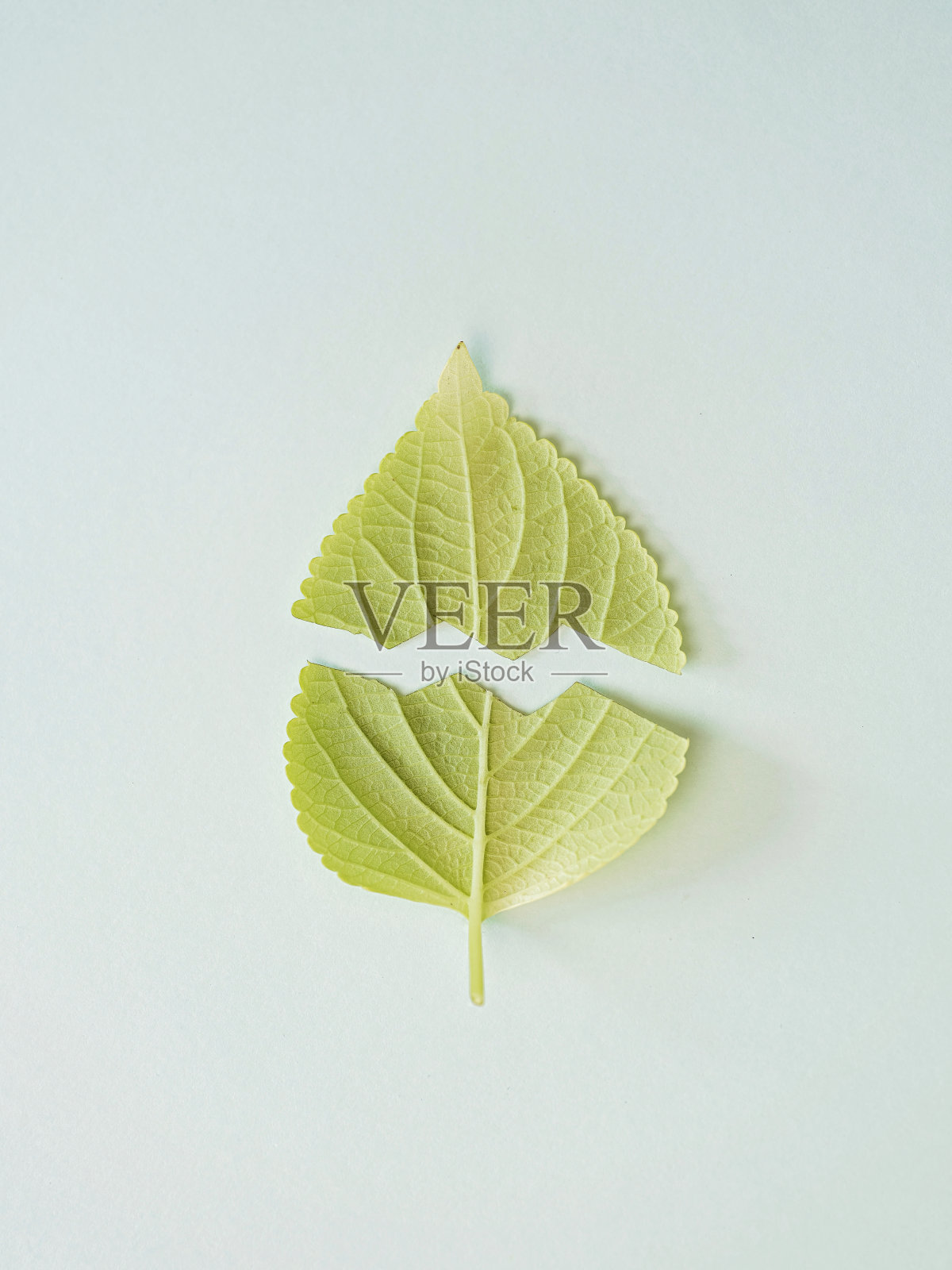 破损的树叶：自然环境与气候危机概念照片摄影图片