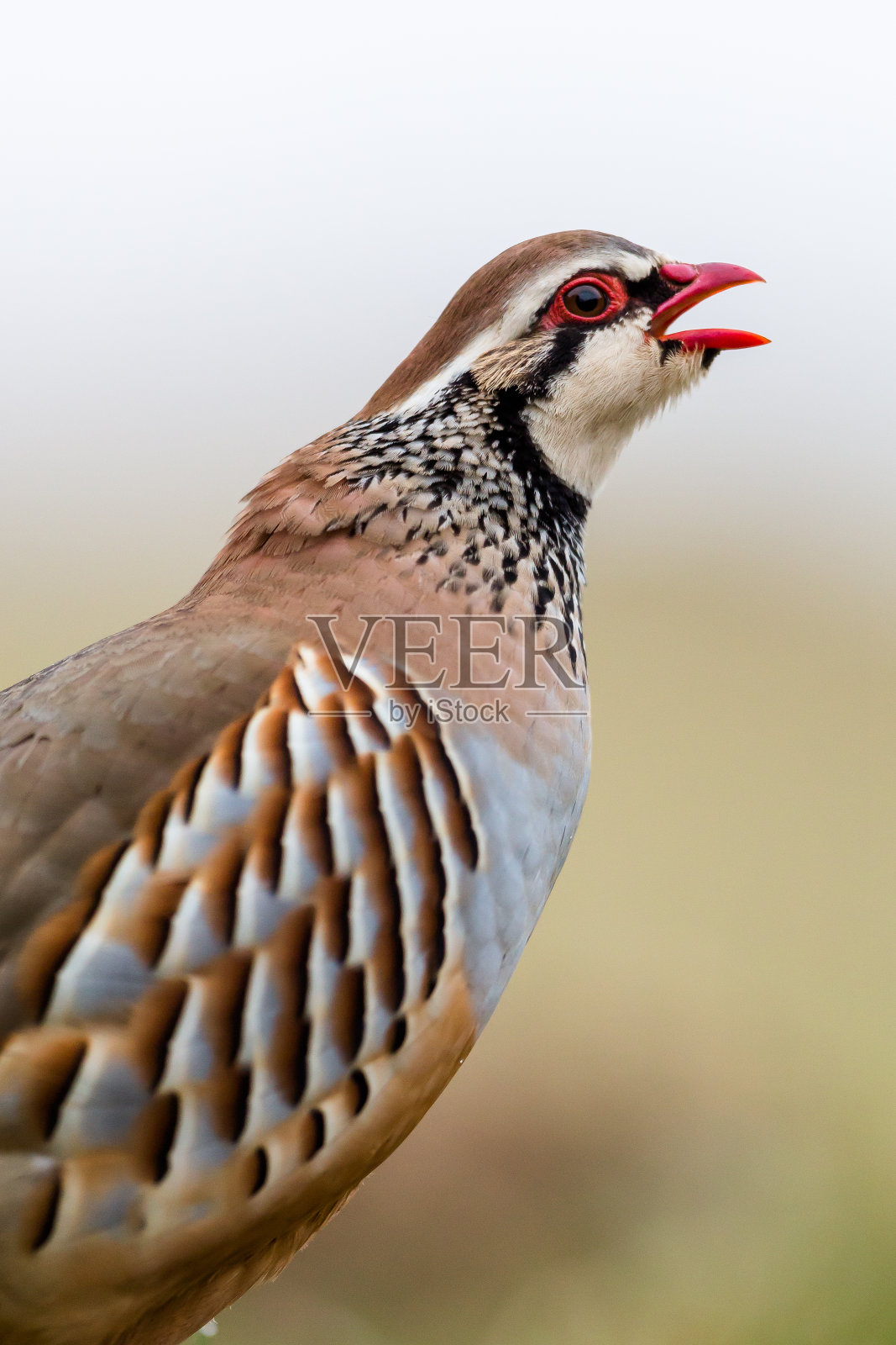 红腿鹧鸪(Alectoris rufa)照片摄影图片