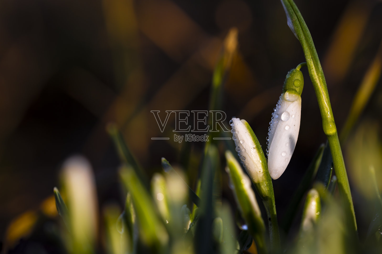 雪花莲照片摄影图片