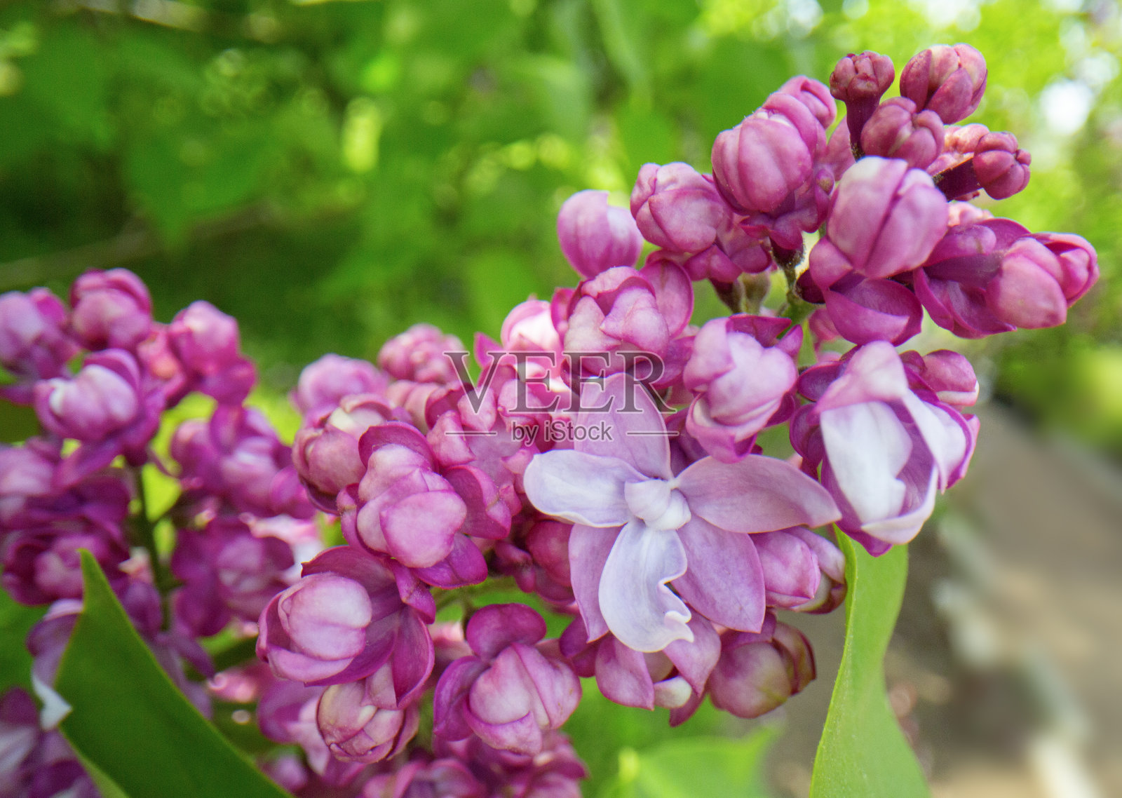 美丽的粉红色丁香对绿色植物照片摄影图片