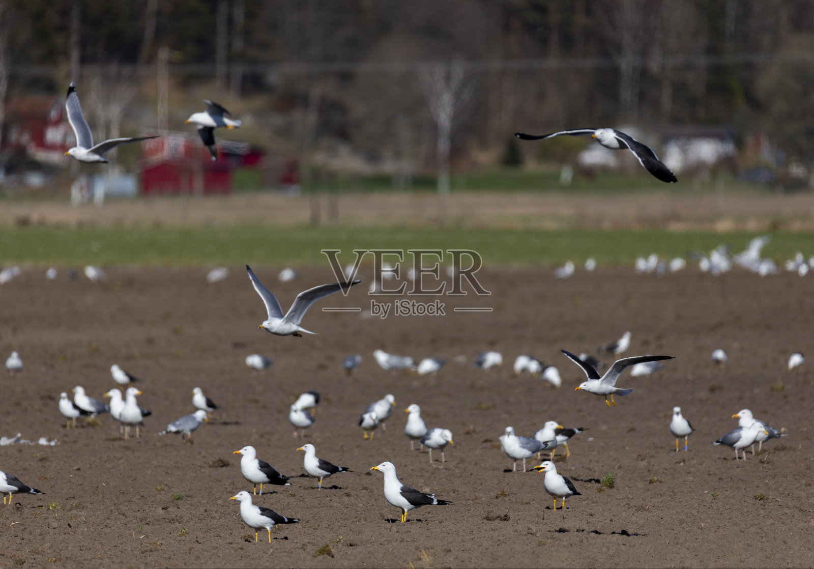 金照片摄影图片