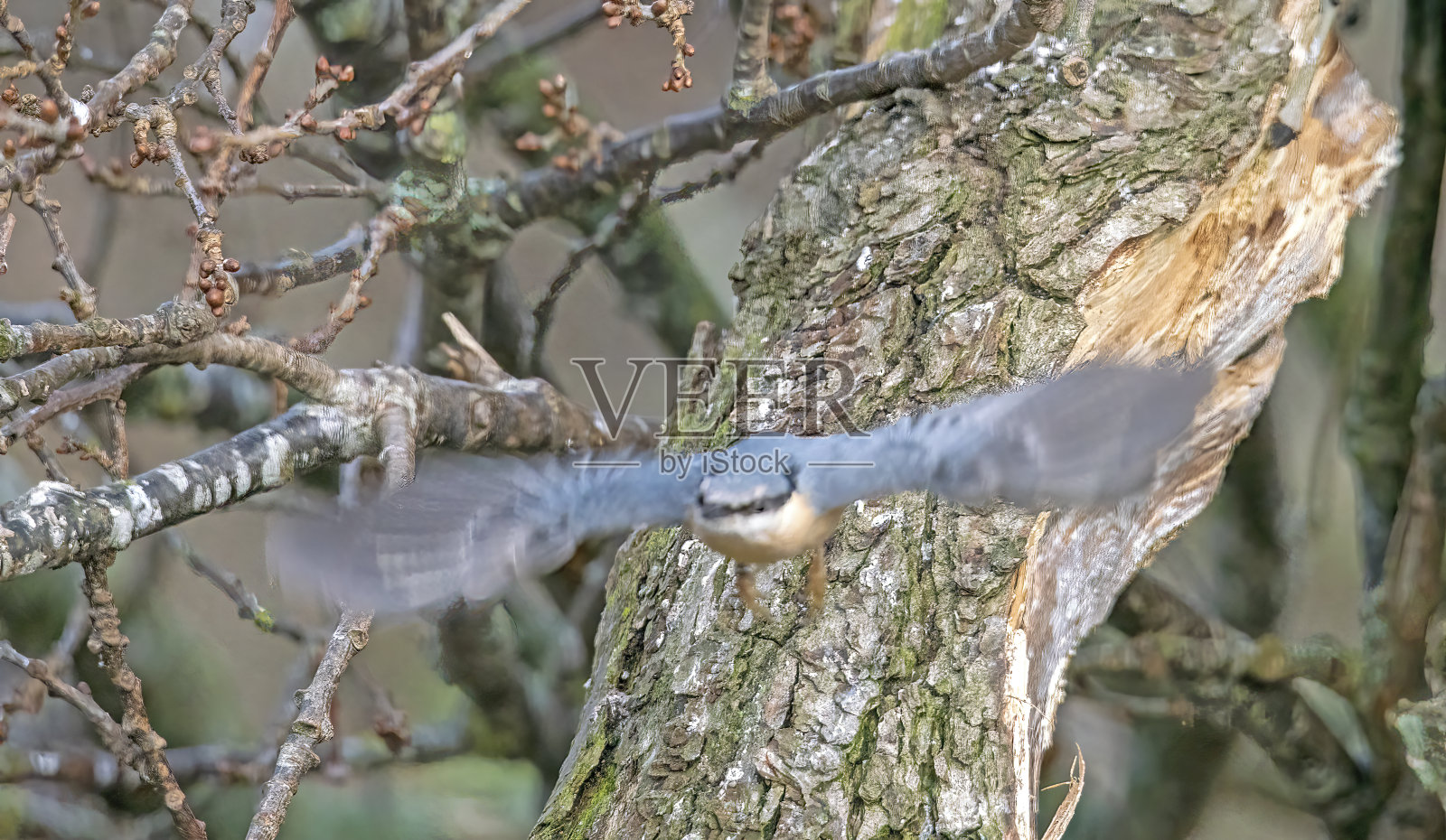 从树上摘下来的无尾草照片摄影图片