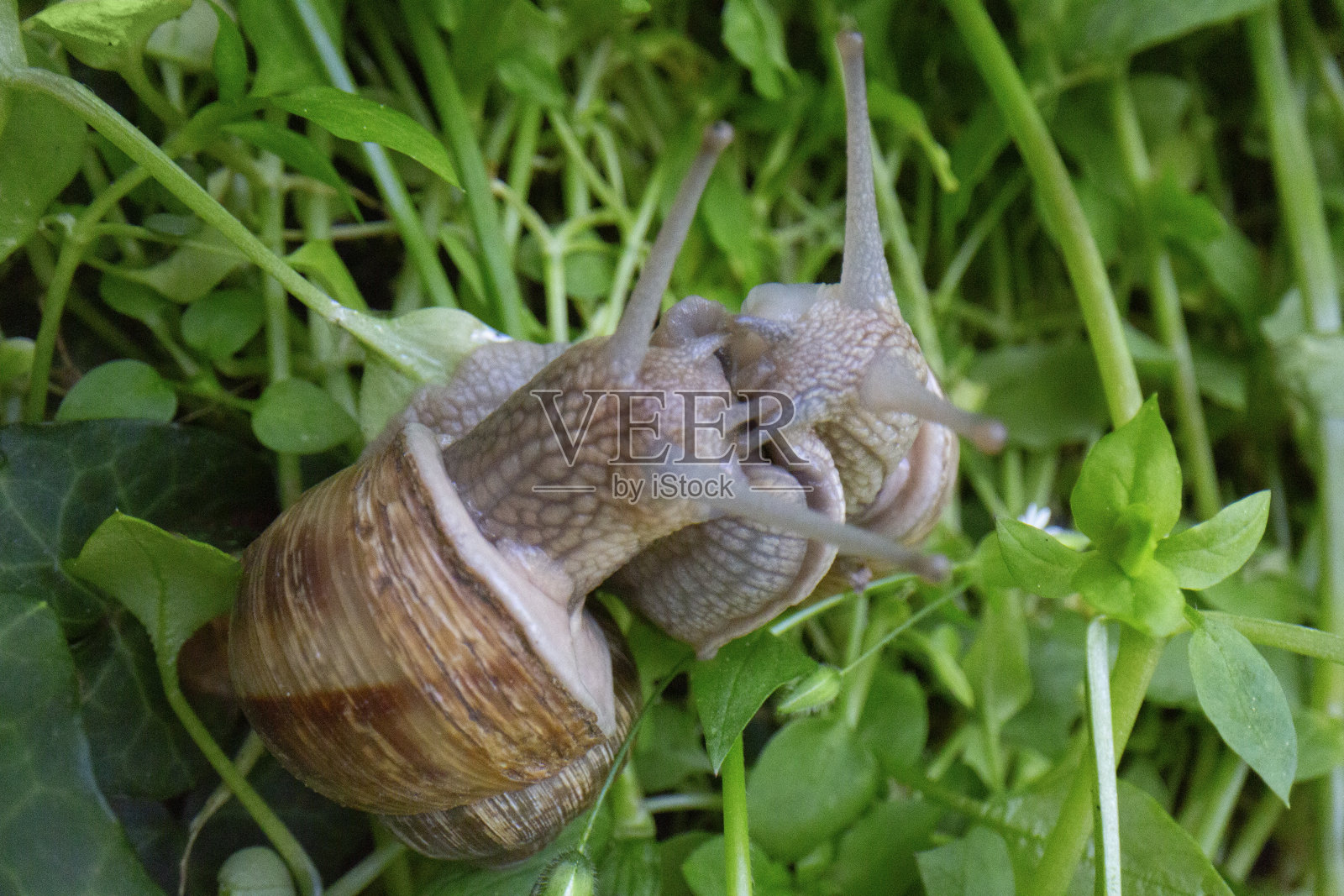 两只蜗牛在绿色的草地上亲吻照片摄影图片