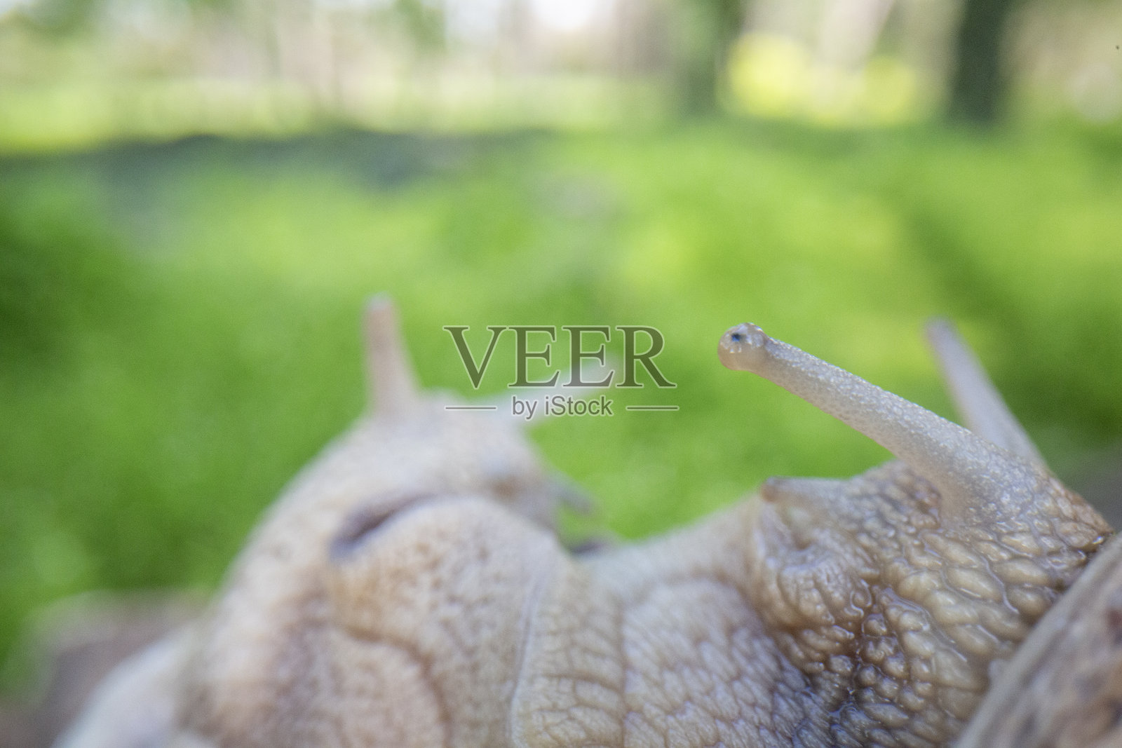 宏观视野的两个蜗牛交配反对绿色的背景照片摄影图片