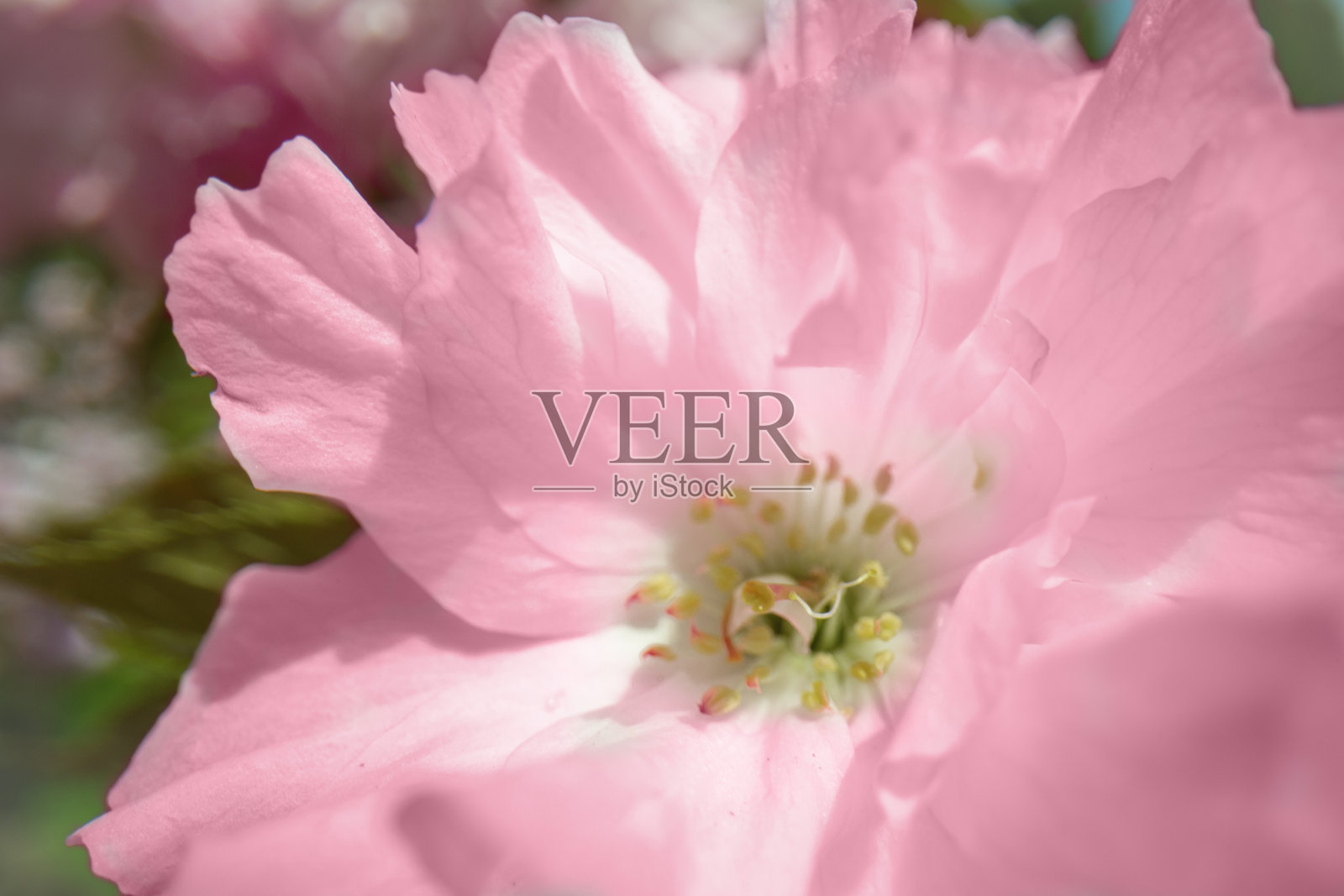 美丽的粉红色樱花照片摄影图片