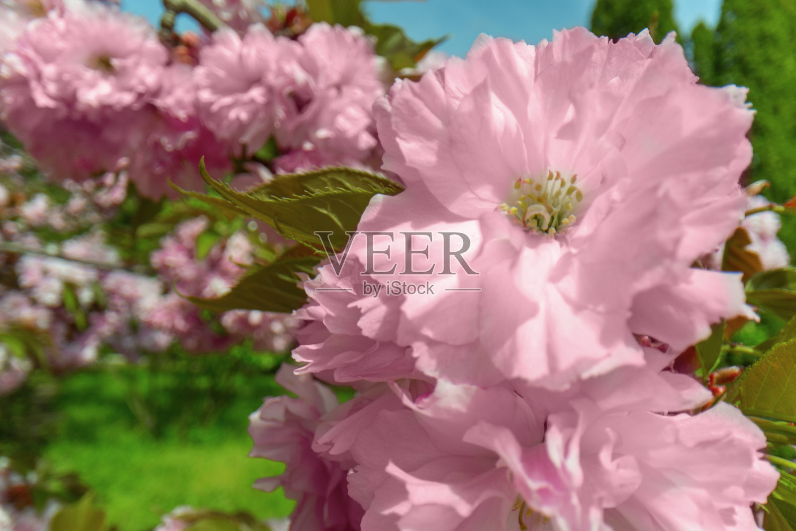 详细的微距照片的一束明亮的樱花花设置在散焦的绿色背景给温暖的花卉图像照片摄影图片