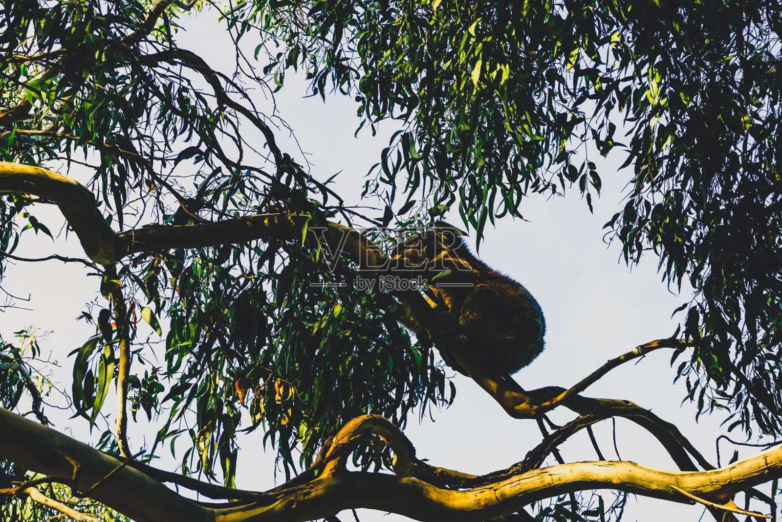 在澳大利亚的大自然中，一只考拉在树上。照片摄影图片