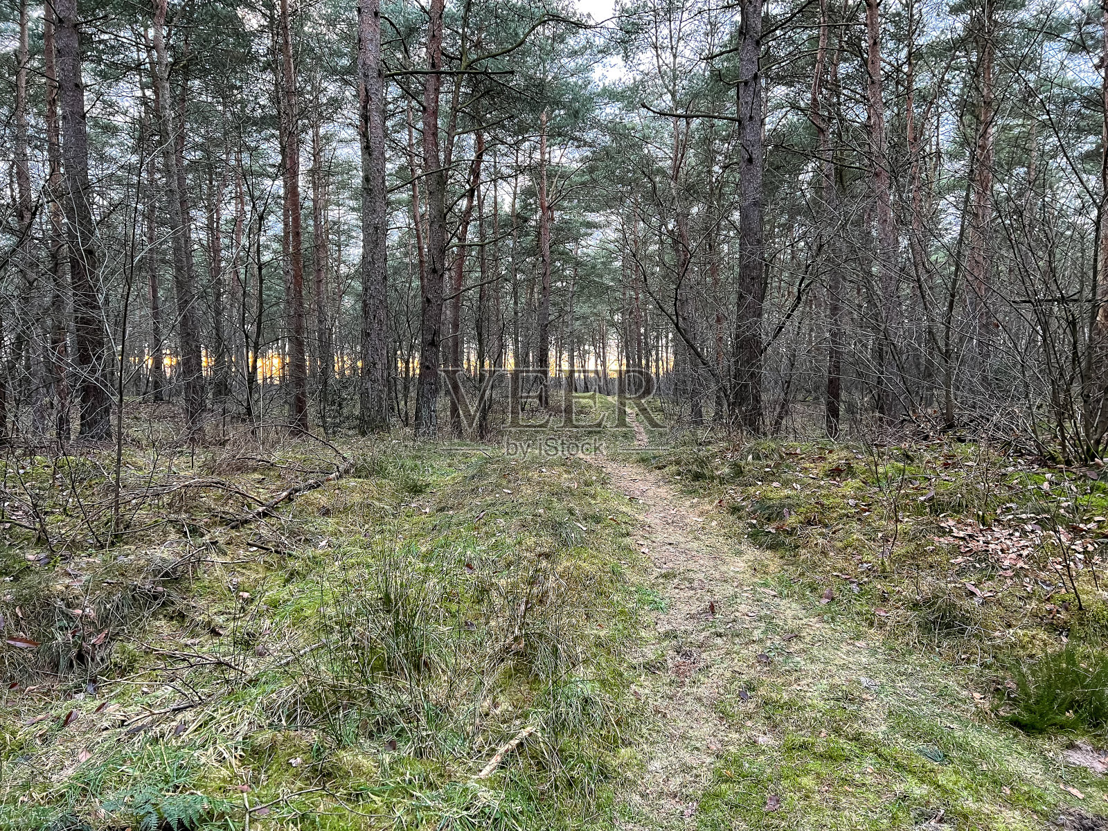 冬天穿过石南荒原附近森林的一条小路。照片摄影图片