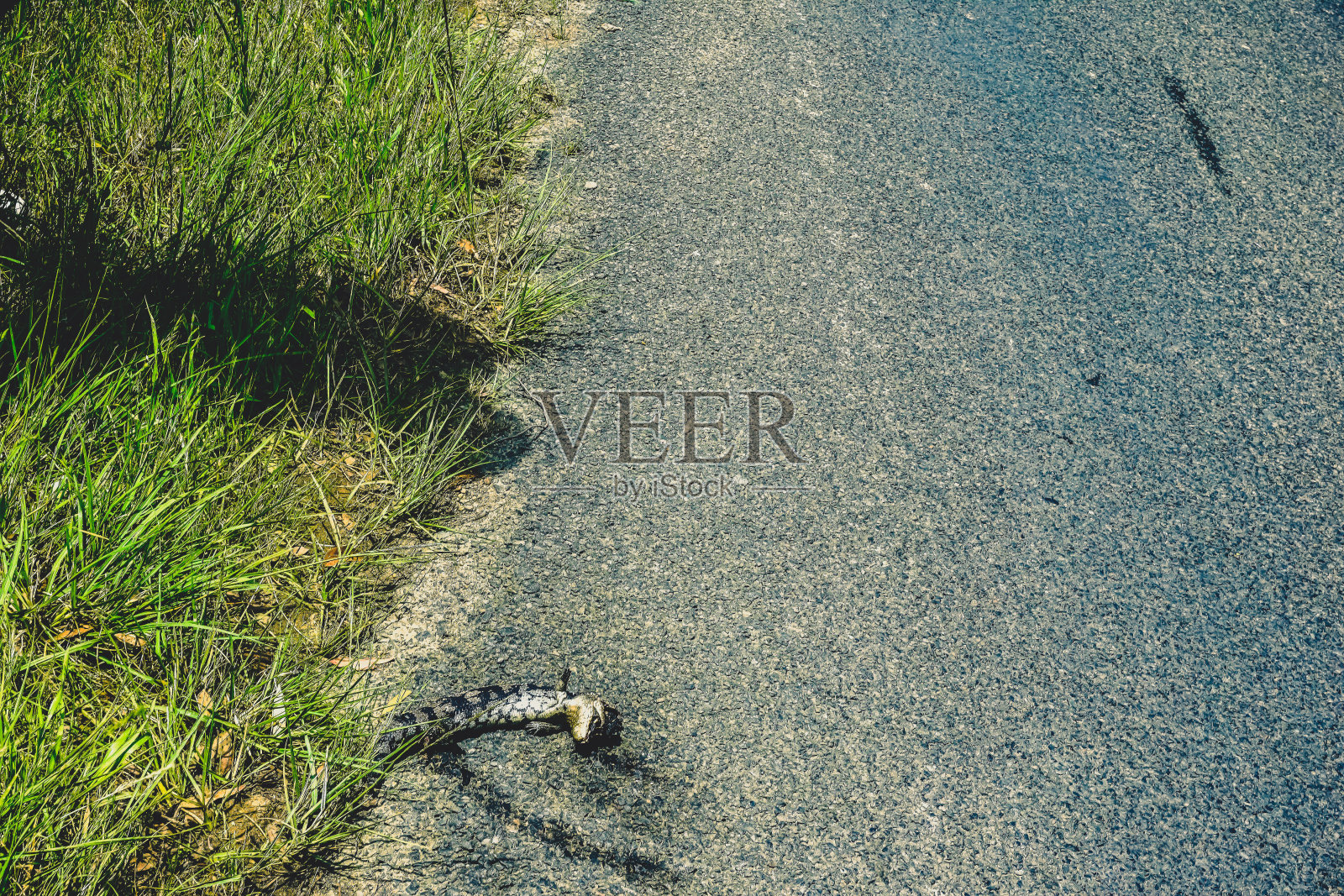 澳大利亚路边的一只死蜥蜴。照片摄影图片