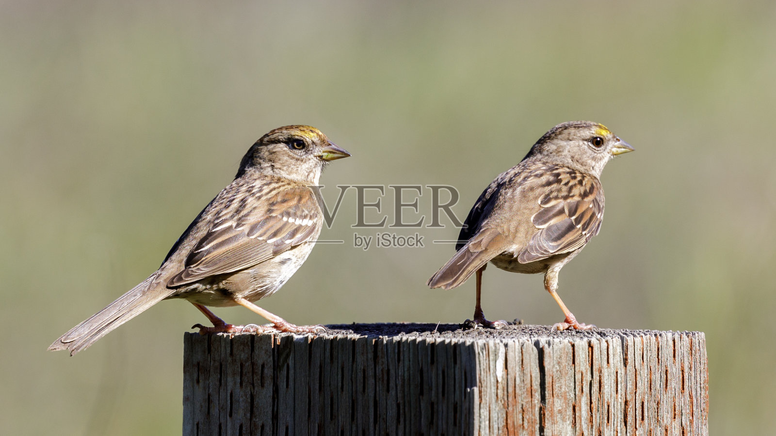 金冠麻雀栖息在栅栏杆上，看着相机照片摄影图片