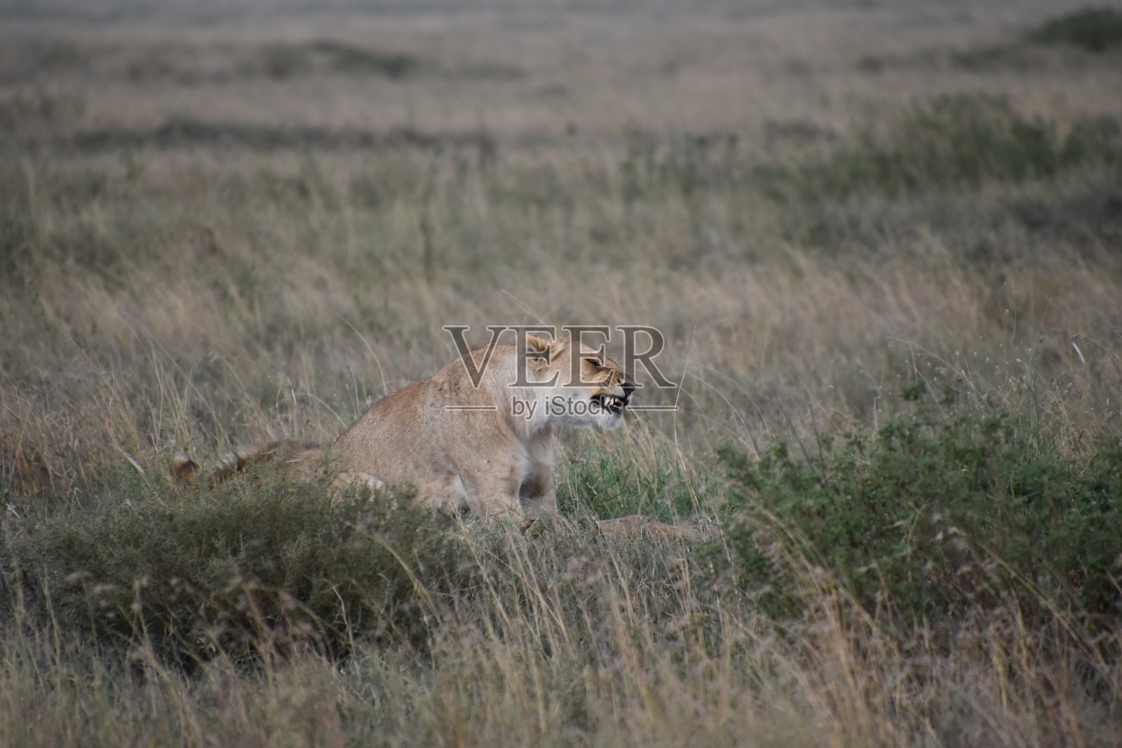 塞伦盖蒂国家公园照片摄影图片